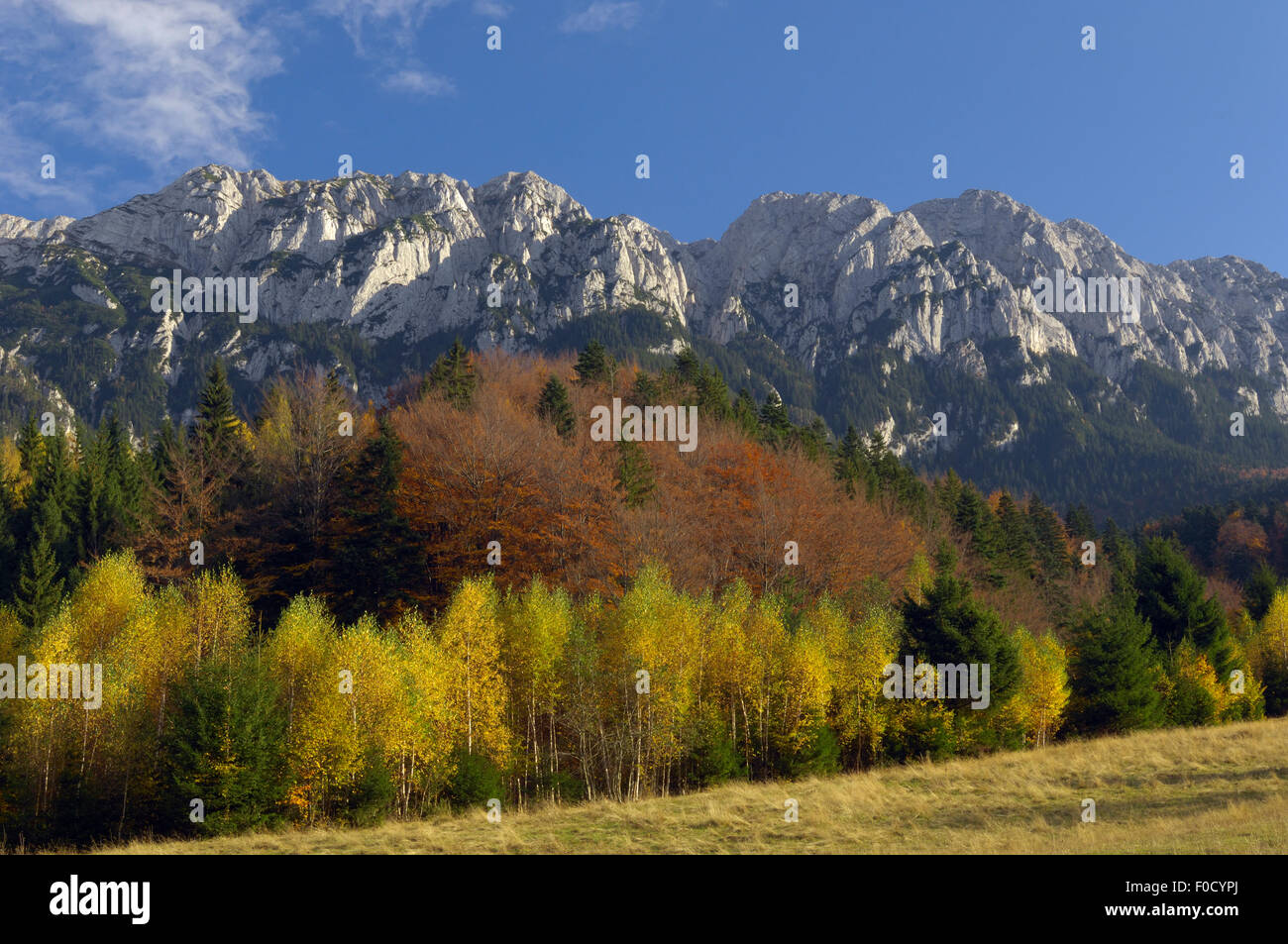 Piatra Craiului massiccio, Piatra Craiului National Park, Transilvania meridionale, le montagne dei Carpazi, Romania, Ottobre 2008 Foto Stock