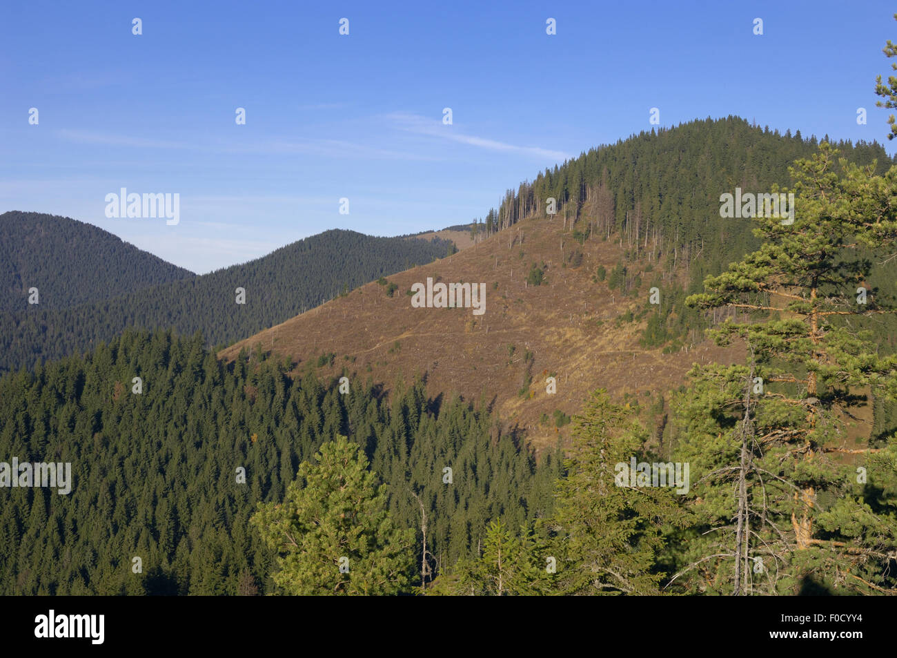 Hillside disboscate in Cheile Bicazului-Hasmas Parco Nazionale dei Carpazi, Transilvania, Romania, Ottobre 2008 Foto Stock