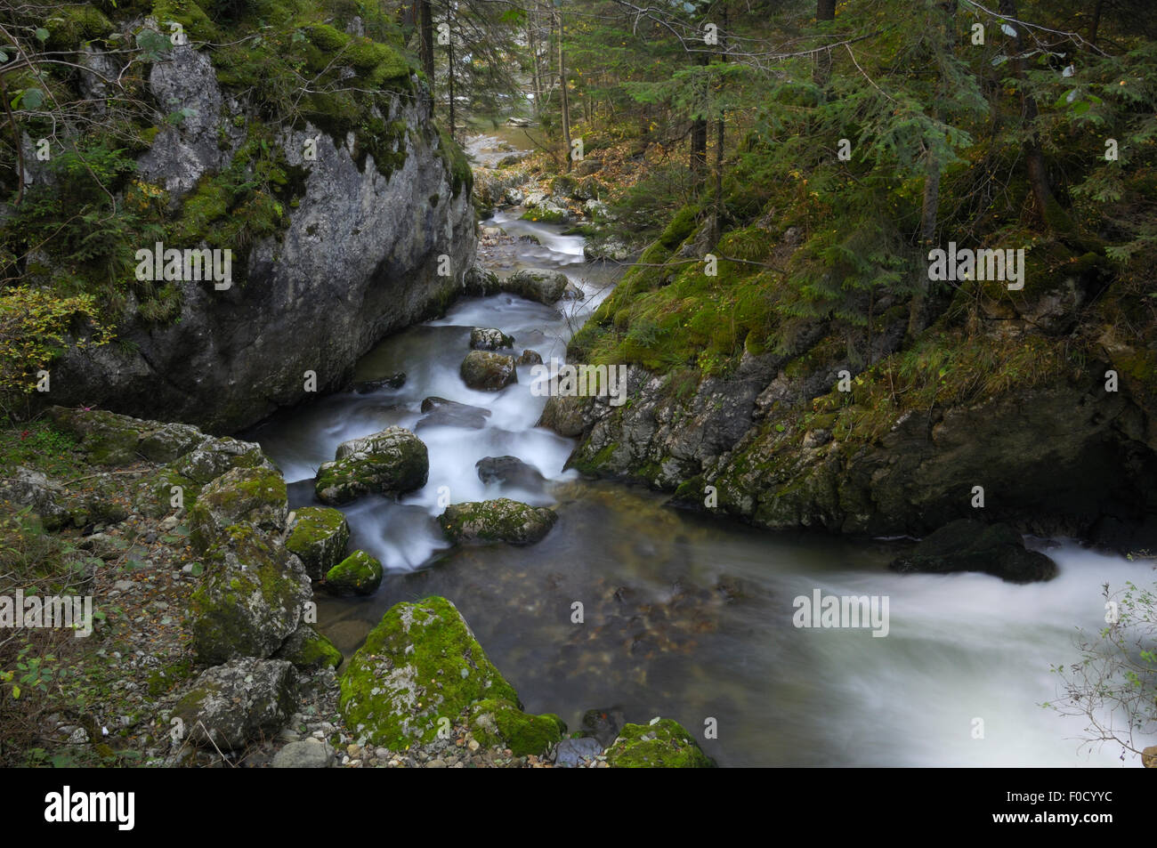 Ruscello di montagna che scorre attraverso il bosco, Bicaz, Cheile Bicazului-Hasmas Parco Nazionale dei Carpazi, Transilvania, Romania, Ottobre 2008 Foto Stock