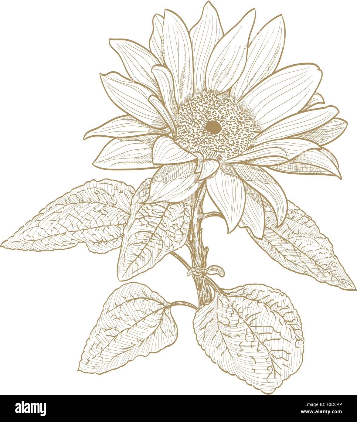 Girasole disegno in bianco e nero su bianco Illustrazione Vettoriale