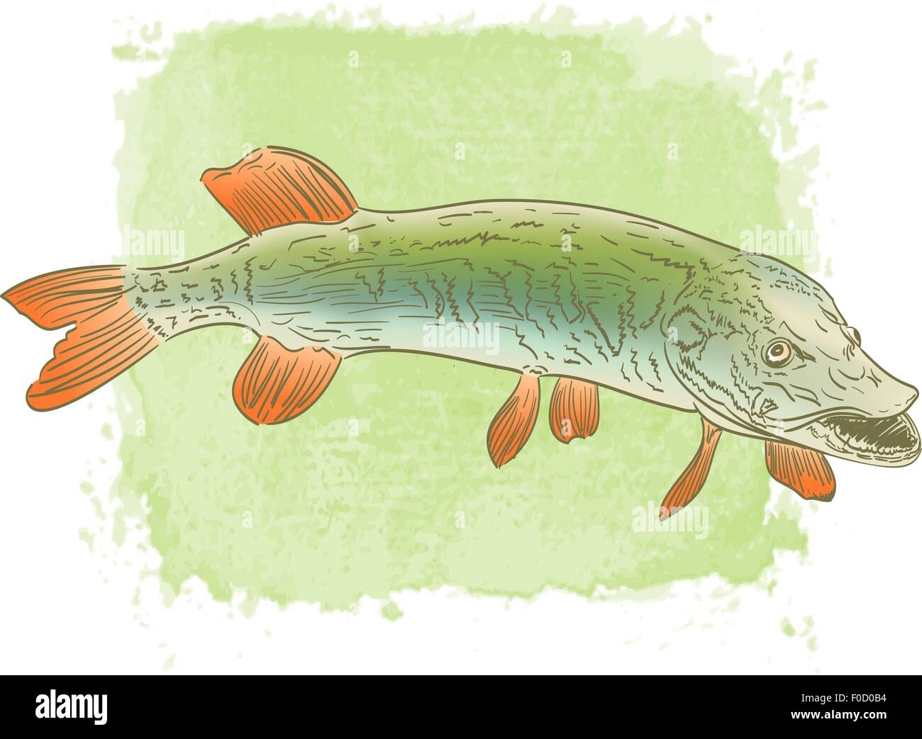 Acqua dolce pesce luccio disegno a colori su sfondo ad acquerello Illustrazione Vettoriale