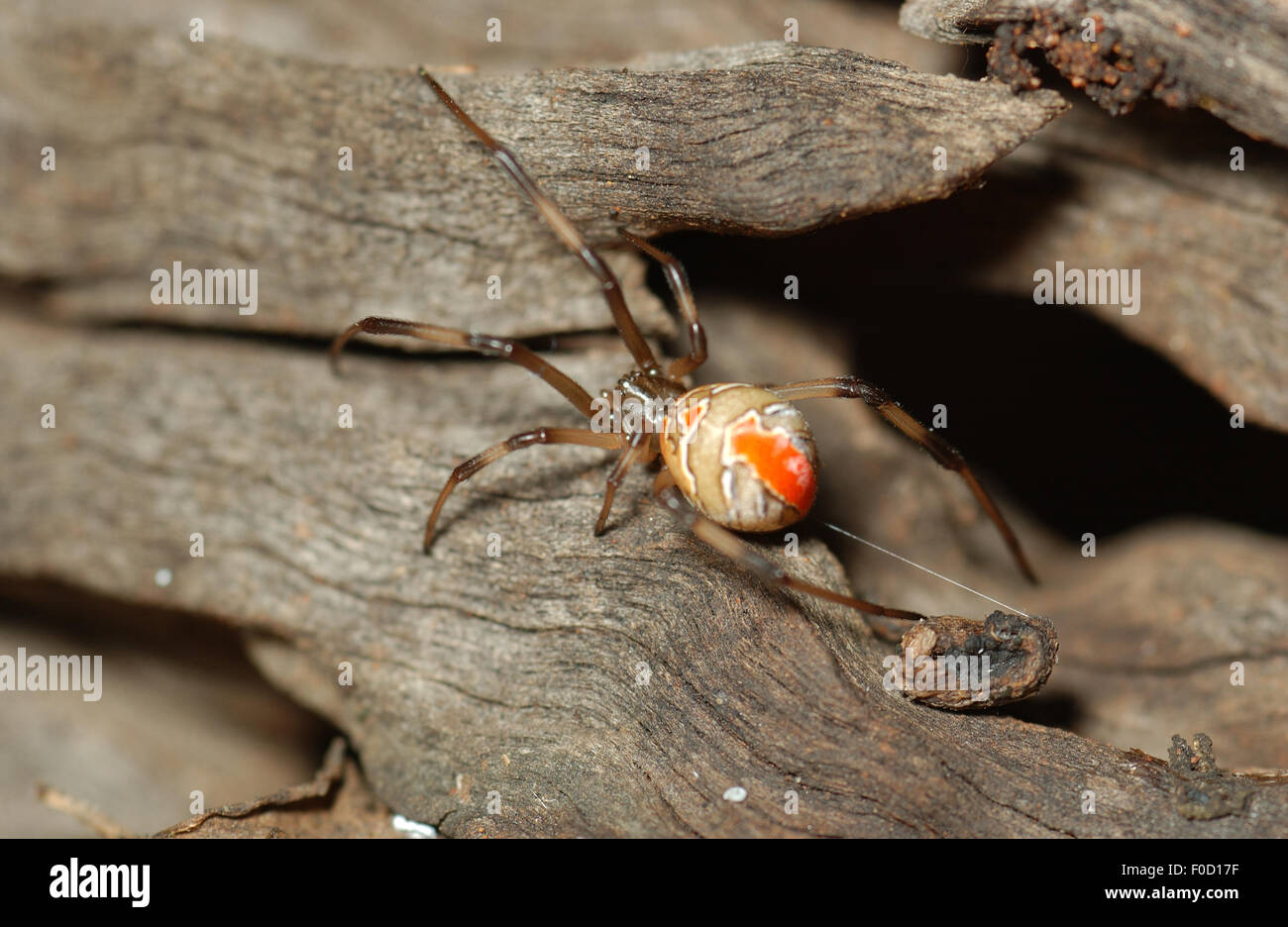 Immaturo rosso-back spider (Latrodectus hasseltii) Foto Stock