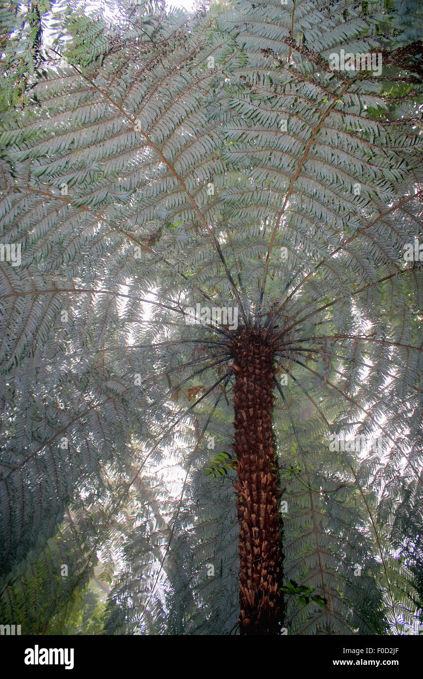 Nuova Zelanda Tree Fern nella nebbia Foto Stock