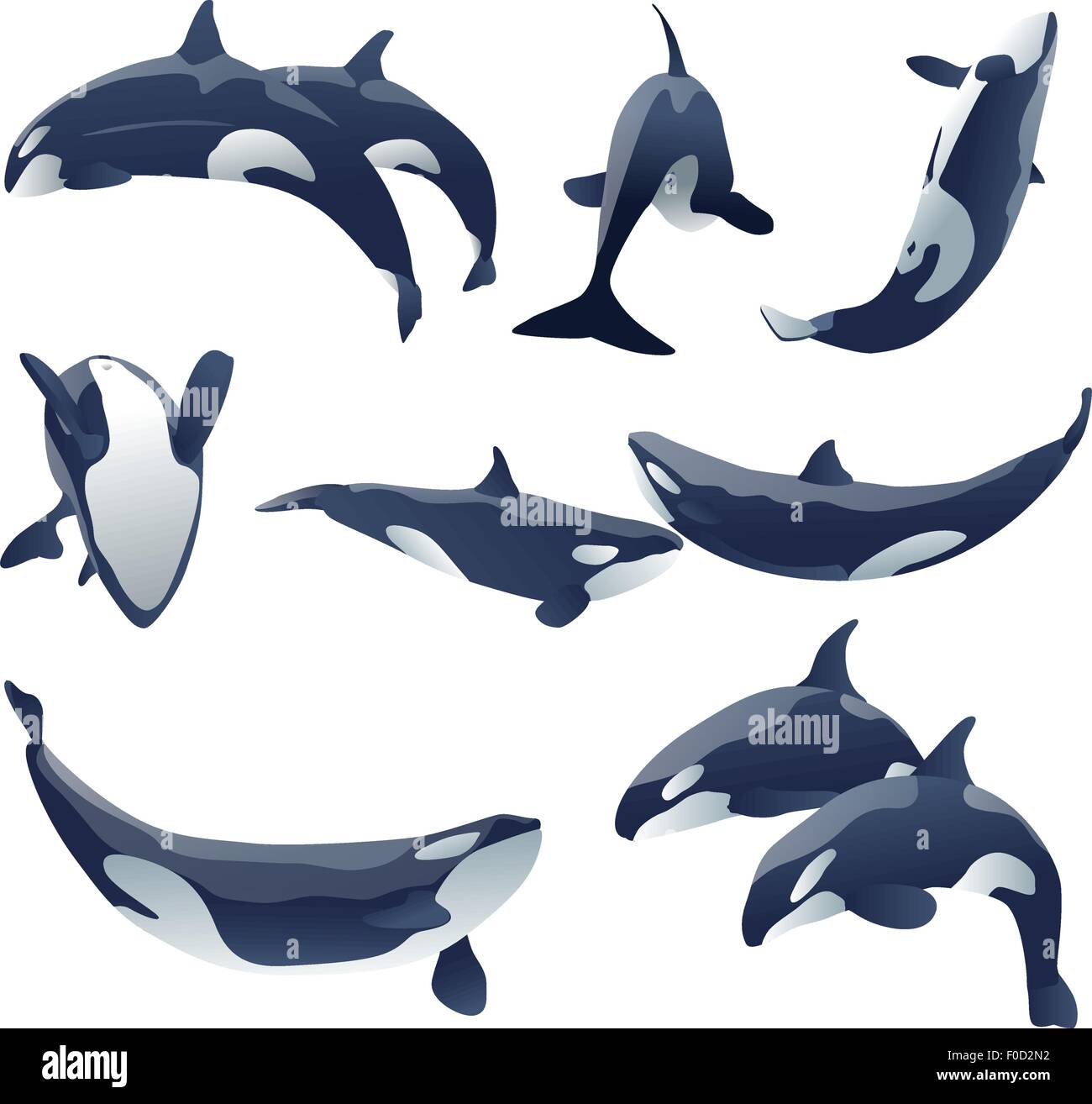 Shamu Killer Whale Visualizza set di vettore illustrazione Illustrazione Vettoriale