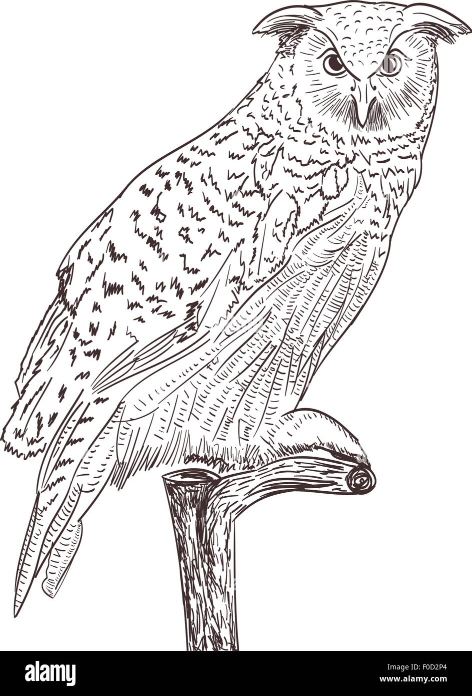 Il gufo disegno monocromatico su bianco Illustrazione Vettoriale