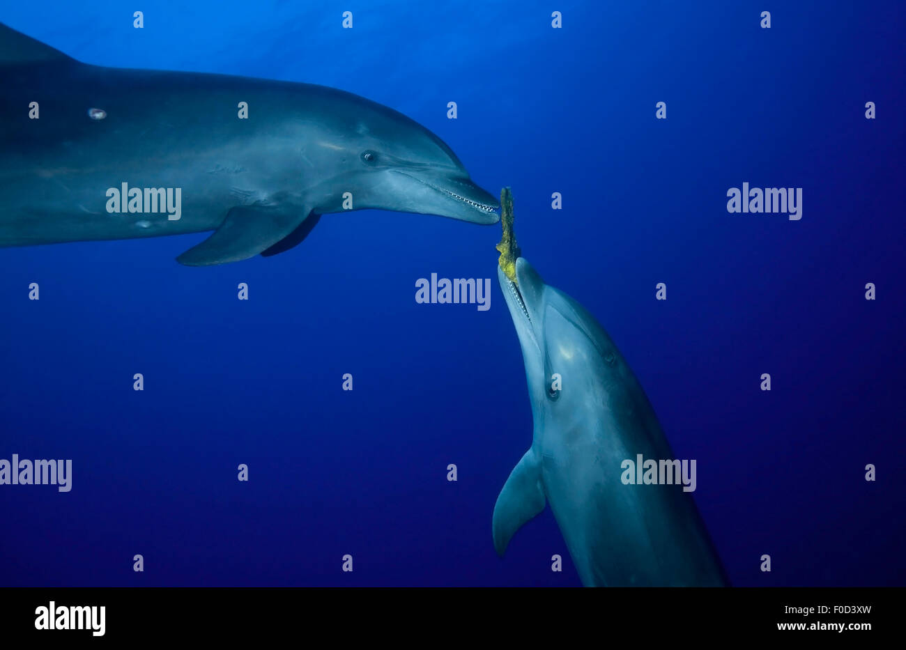 Paio di naso di bottiglia delfino giocare CON SPUGNA Foto Stock