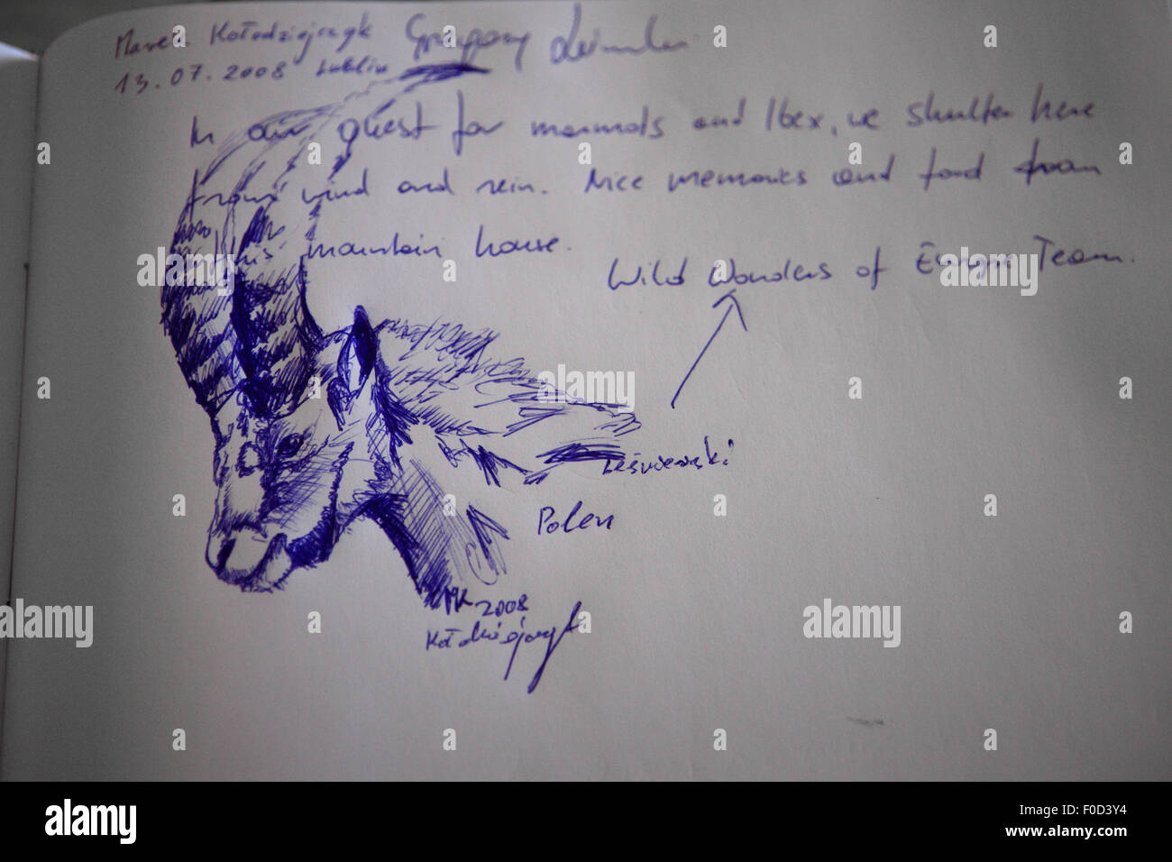 Stambecco delle Alpi (Capra ibex ibex) disegno in note book, Parco Nazionale degli Hohe Tauern, Austria, Luglio 2008 Foto Stock