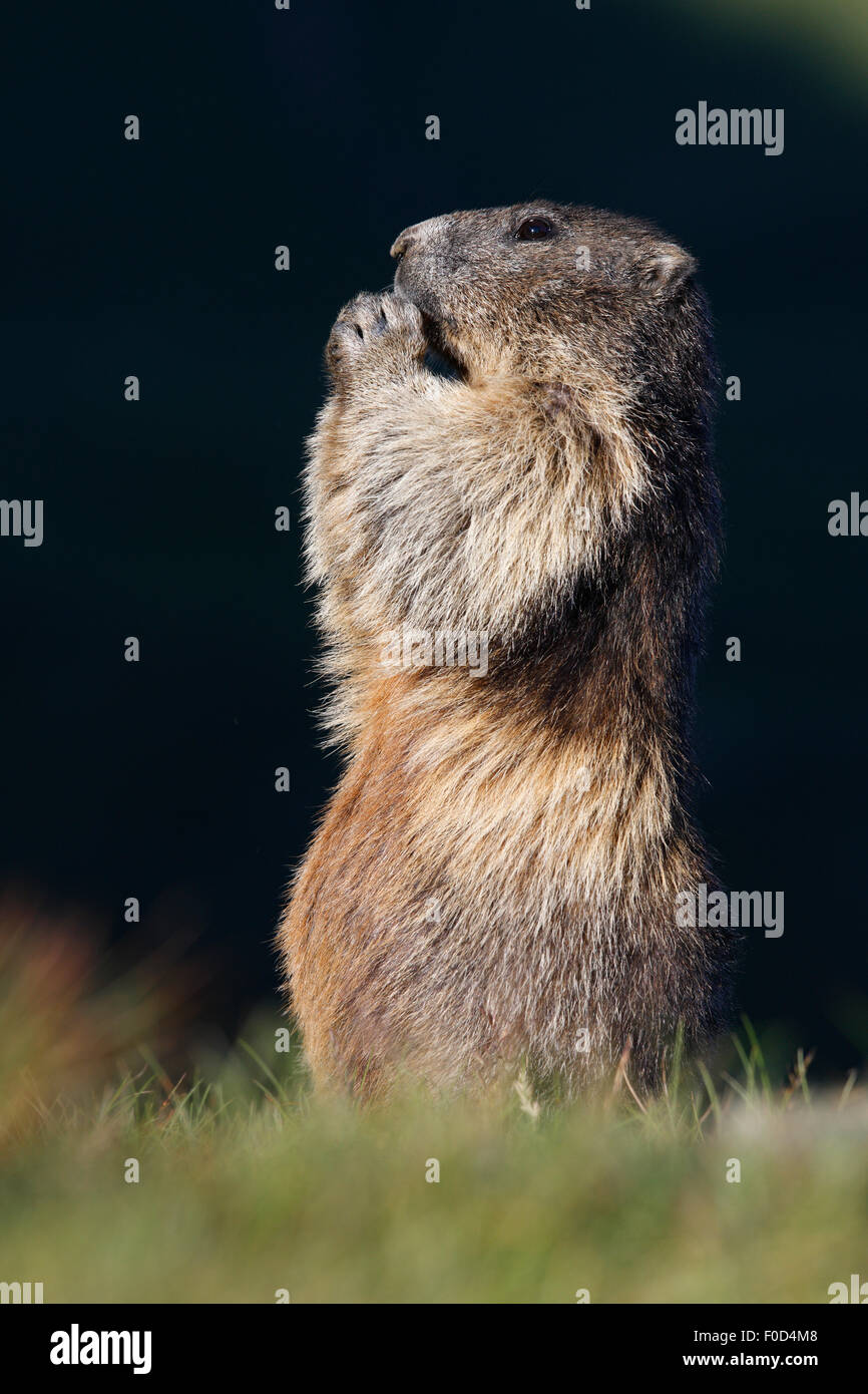 Alpine marmotta (Marmota marmota) alimentazione, Parco Nazionale degli Hohe Tauern, Austria, Luglio 2008 Foto Stock