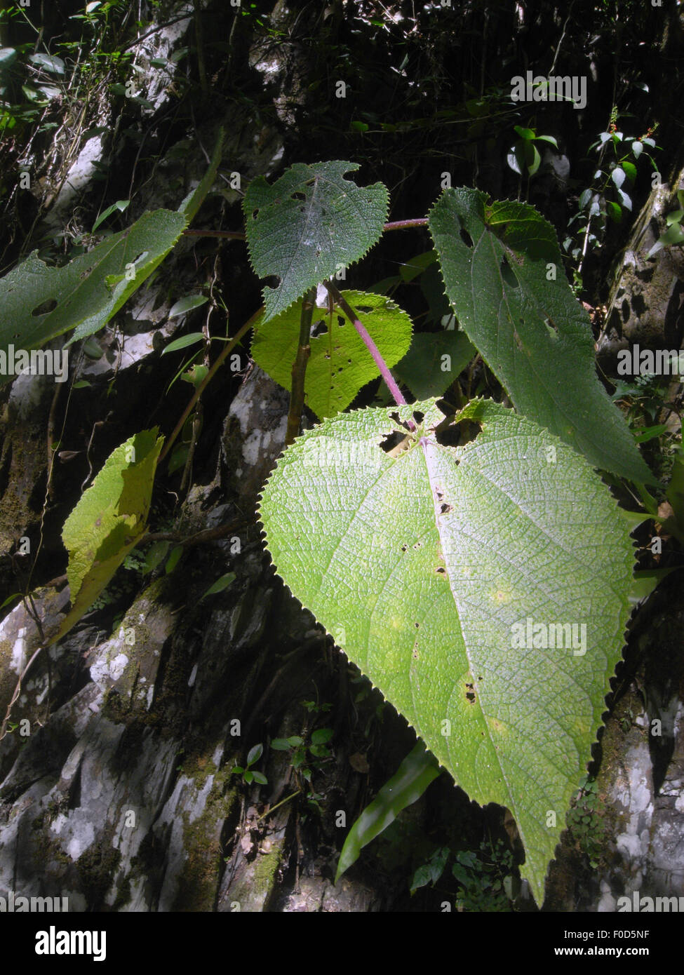 Giovane albero urticante, Dendrocnide moroides, nella foresta pluviale vicino a Cairns, Queensland, Australia Foto Stock