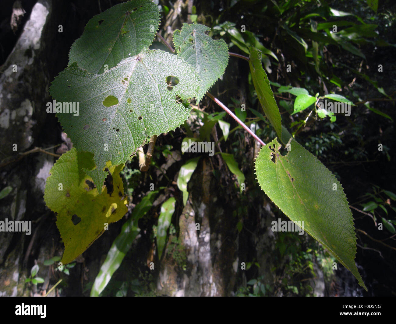 Giovane albero urticante, Dendrocnide moroides, nella foresta pluviale vicino a Cairns, Queensland, Australia Foto Stock