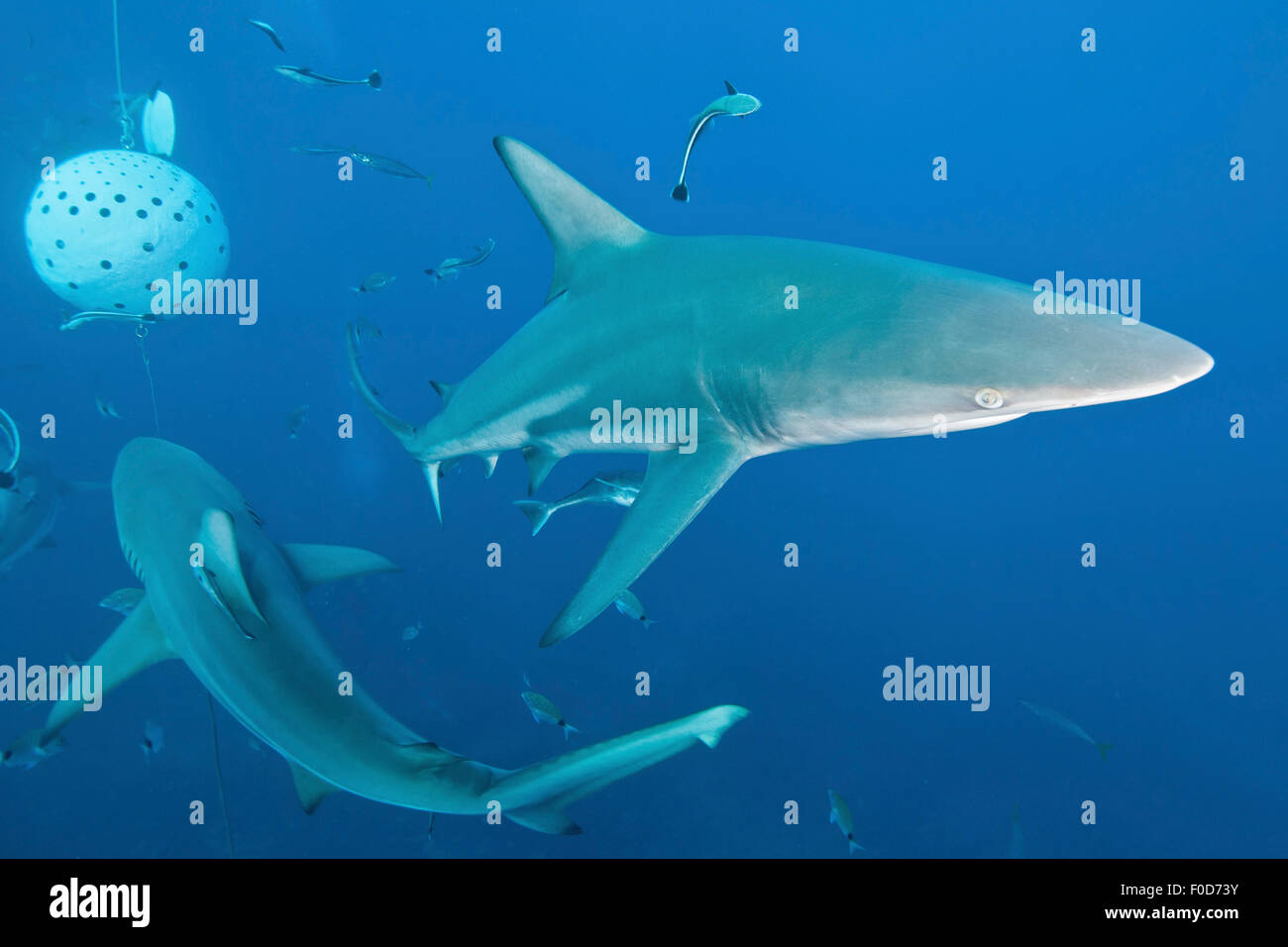 Diversi oceanic blacktip squali in lotta per il cibo nei pressi di una sfera esca riempito con le sardine, Aliwal Shoal, Umkomaas, KwaZulu-Natal, Foto Stock