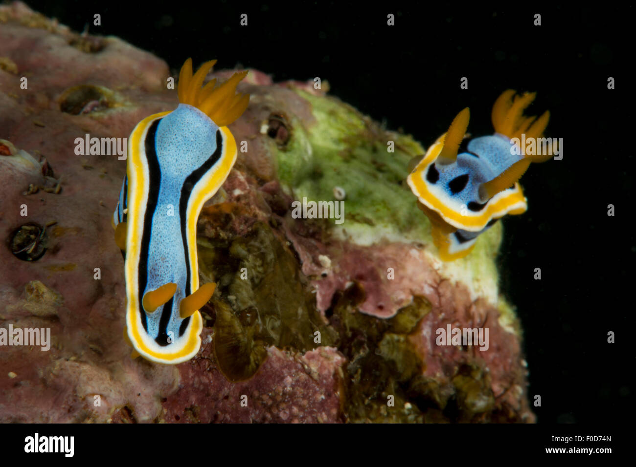 Coppia di Chromodoris annae nudibranch con blu brillante di colore giallo e la gonna, strisciando su verde e rosa corallo, Anilao, Batangas, Foto Stock