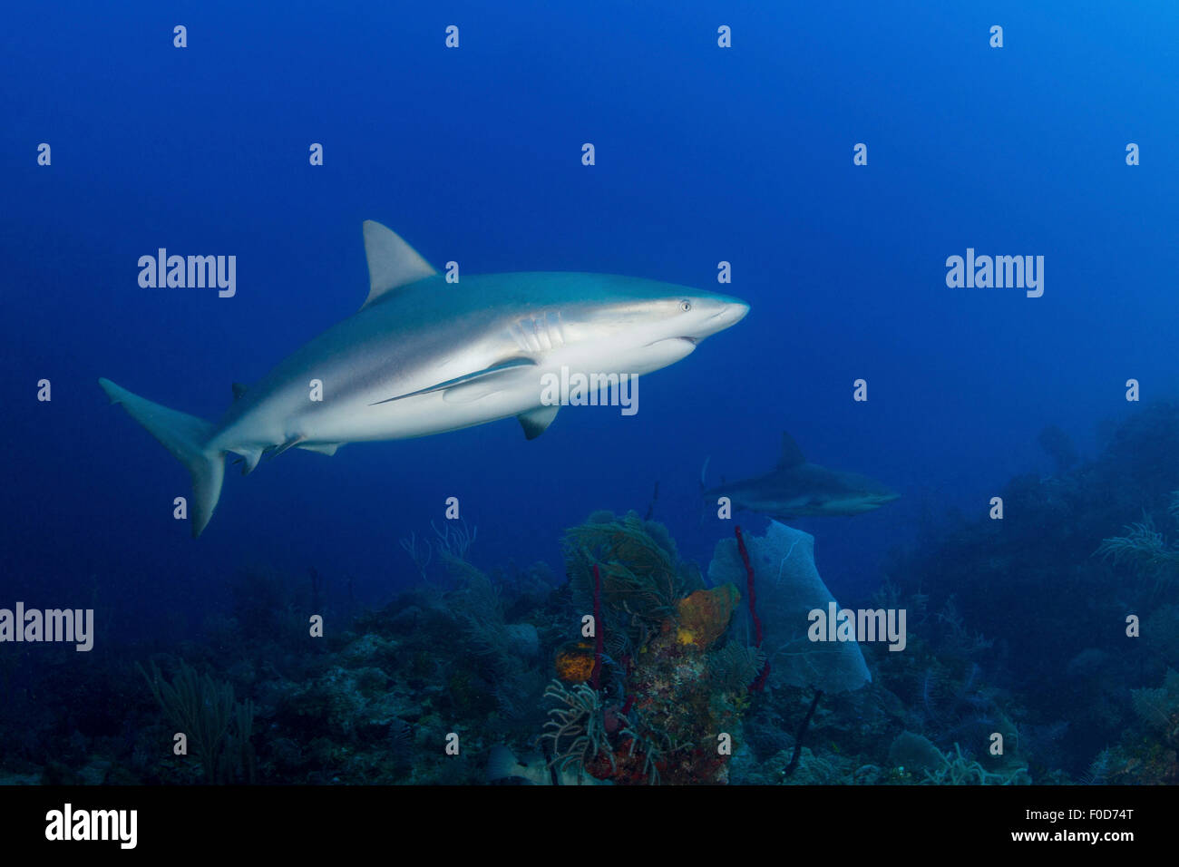 Coppia di Caraibi squali di barriera (Carcharhinus perezii) nuotare lungo la barriera corallina, Jardines De La Reina, Cuba. Foto Stock