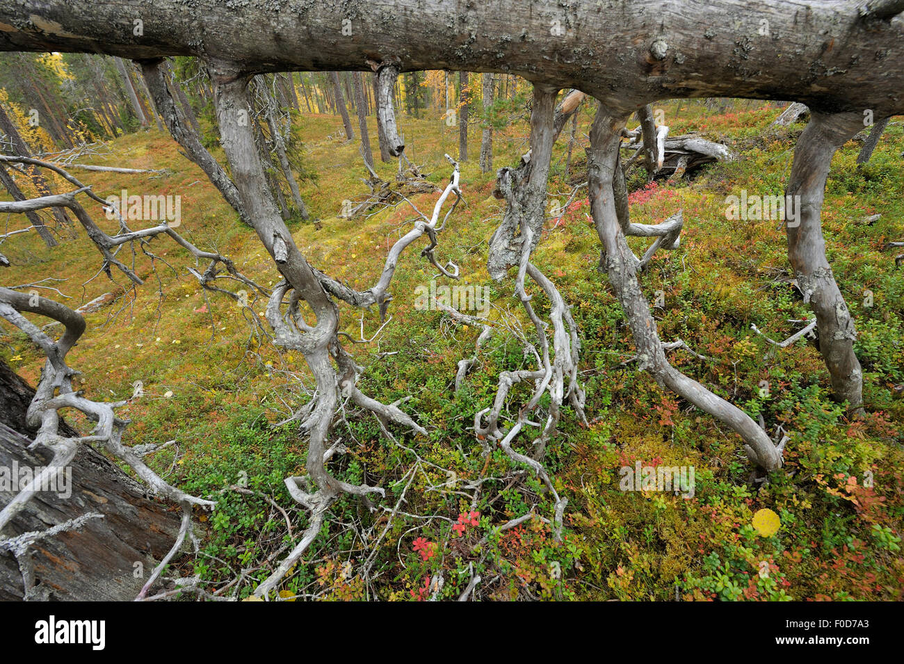 Albero caduto supportato da rami che mostra il vecchio crescita, foresta siberiana, Oulanka, Finlandia, settembre 2008 Foto Stock