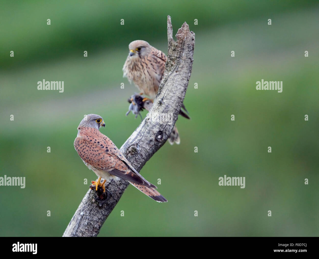 Il Gheppio (Falco tinnunculus) coppia arroccato, Pusztaszer, Ungheria, Maggio 2008 Foto Stock