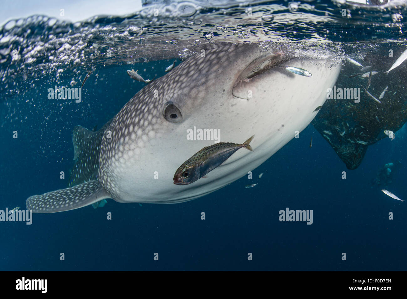 Squalo Balena nuotare intorno vicino alla superficie sotto le reti da pesca con parecchi pesci caduta delle reti, Cenderawasih Bay, West Pa Foto Stock