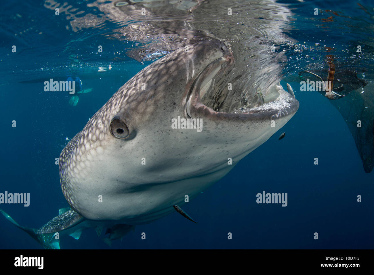 Grande squalo balena arrivando fino a sifone acqua da reti da pesca, con la propria bocca riflessa sulla superficie, Cenderawasih Bay, West P Foto Stock