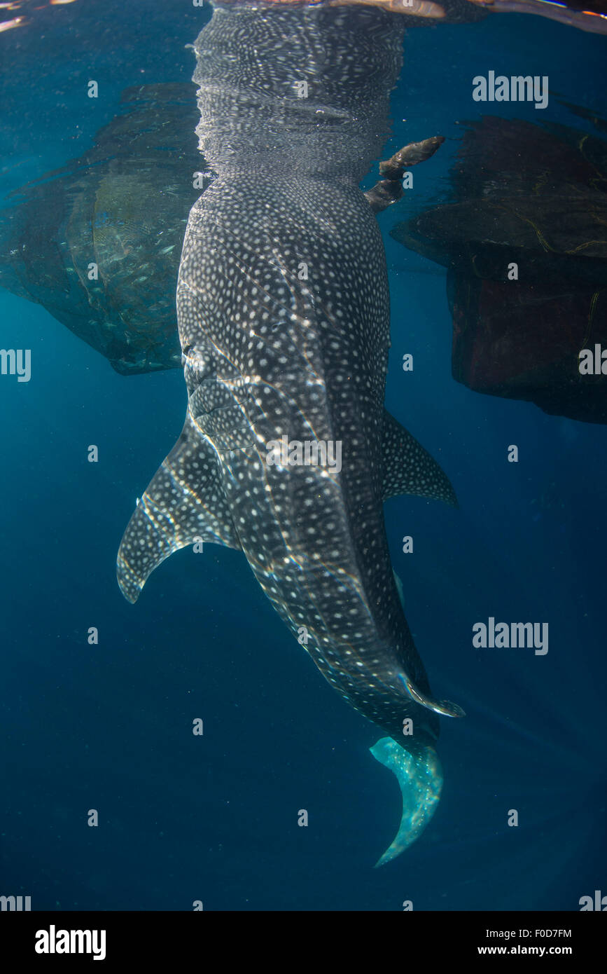 Squalo Balena nuotare sotto la superficie, la sua testa riflessa sulla superficie, Cenderawasih Bay, Papua occidentale, in Indonesia. Foto Stock