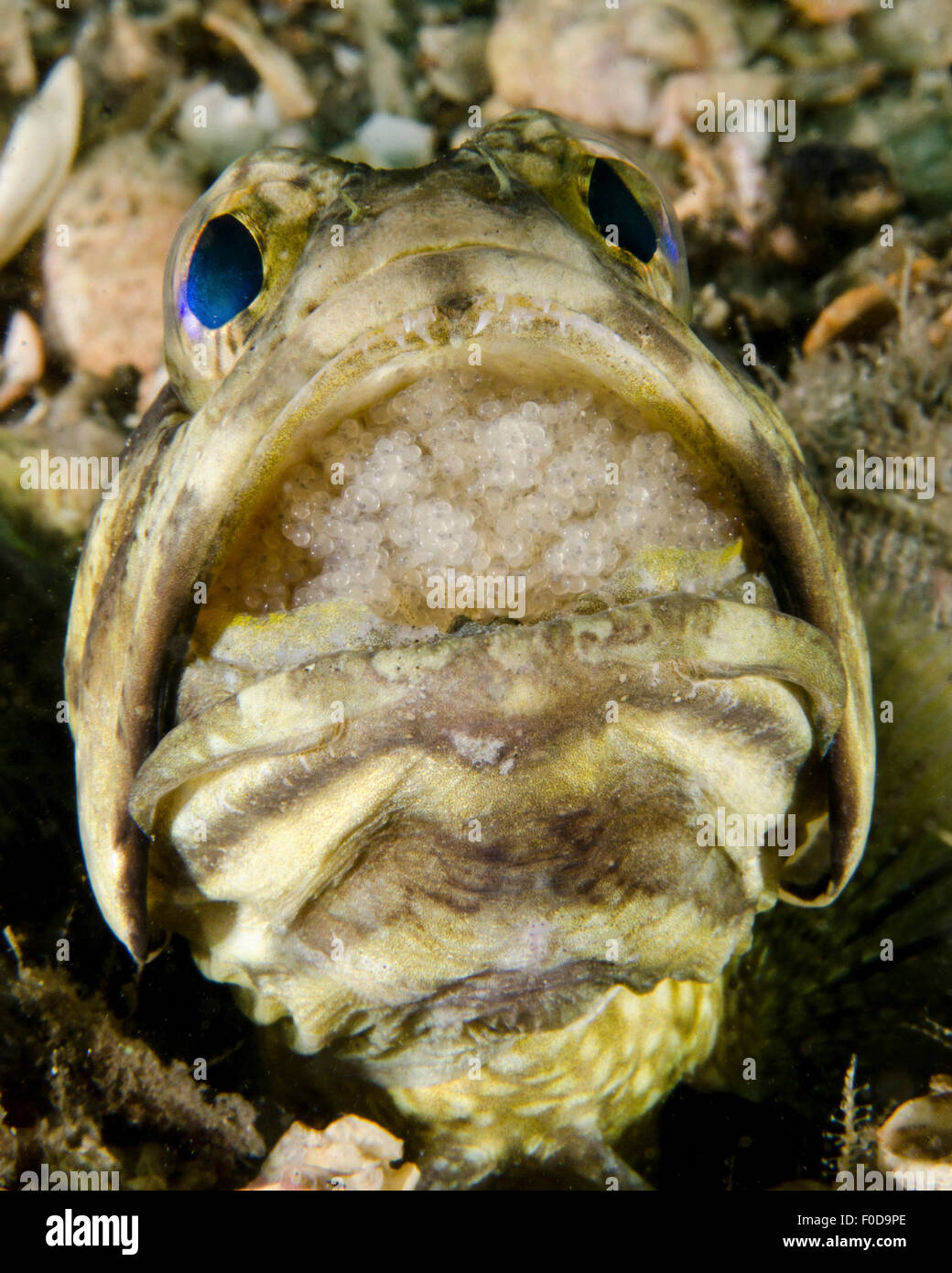 Un maschio jawfish con una covata di incubazione di uova in bocca, West Palm Beach, Florida. Foto Stock