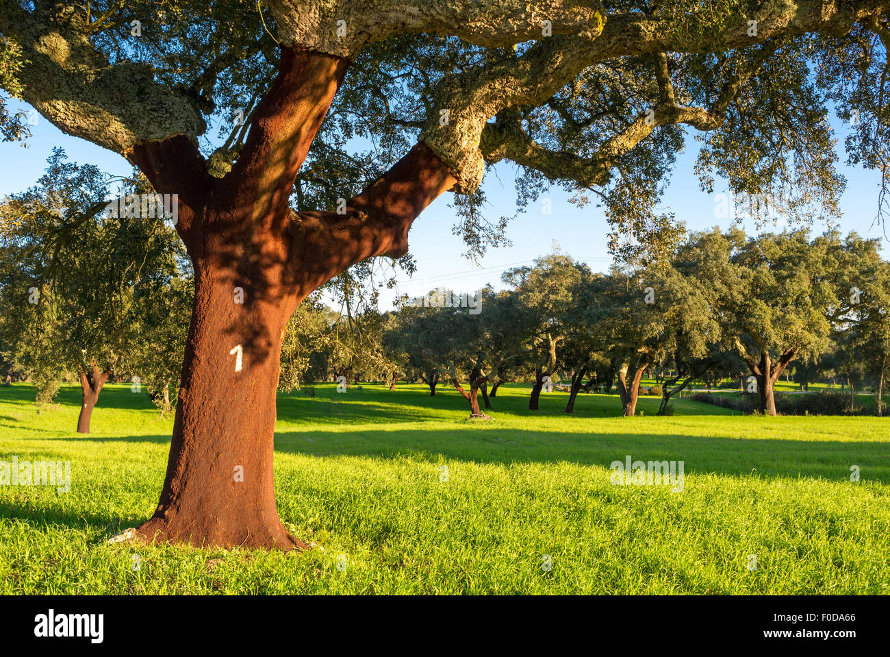 Le querce da sughero in Portogallo di Quercus suber Foto Stock