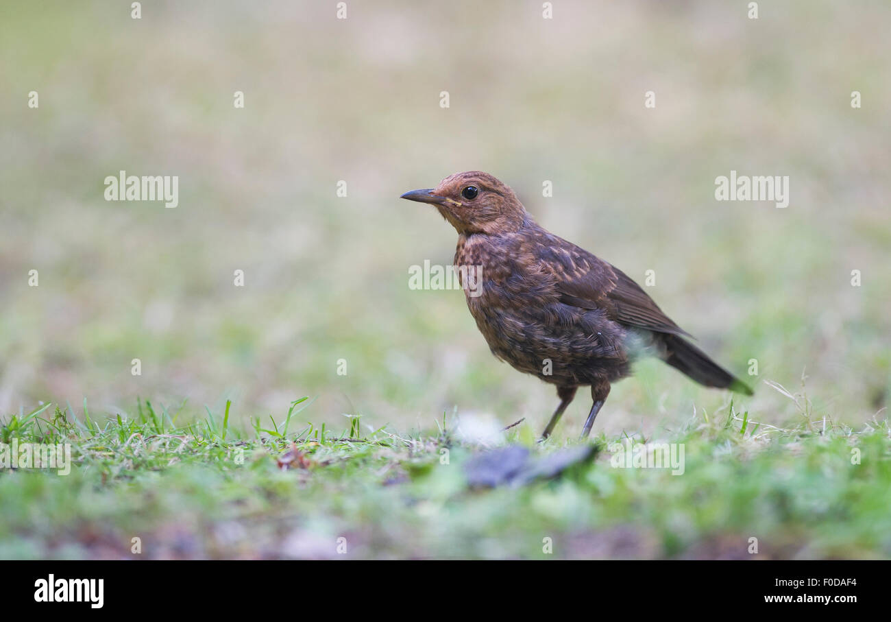 Merlo comune (Turdus merula) Foto Stock