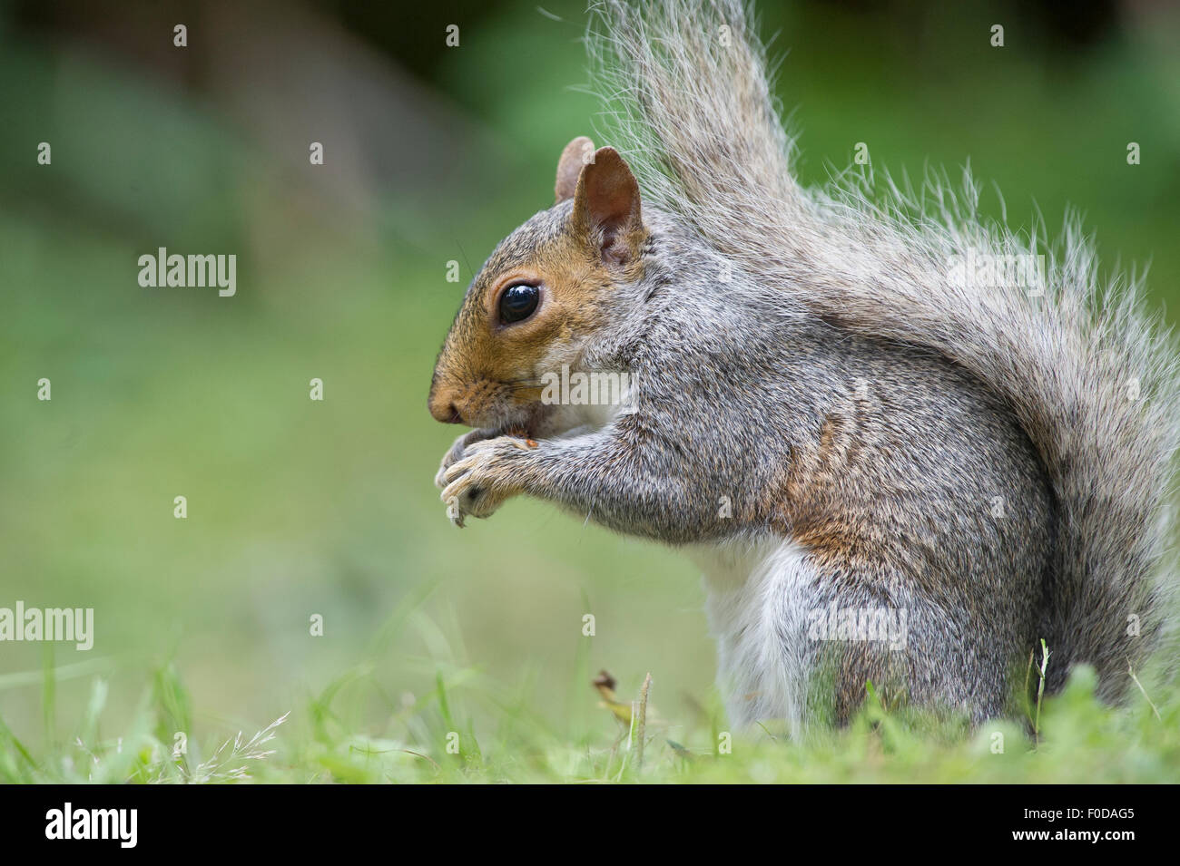 Uno scoiattolo grigio (noto anche come grigio orientale scoiattolo (Sciurus carolinensis). Foto Stock