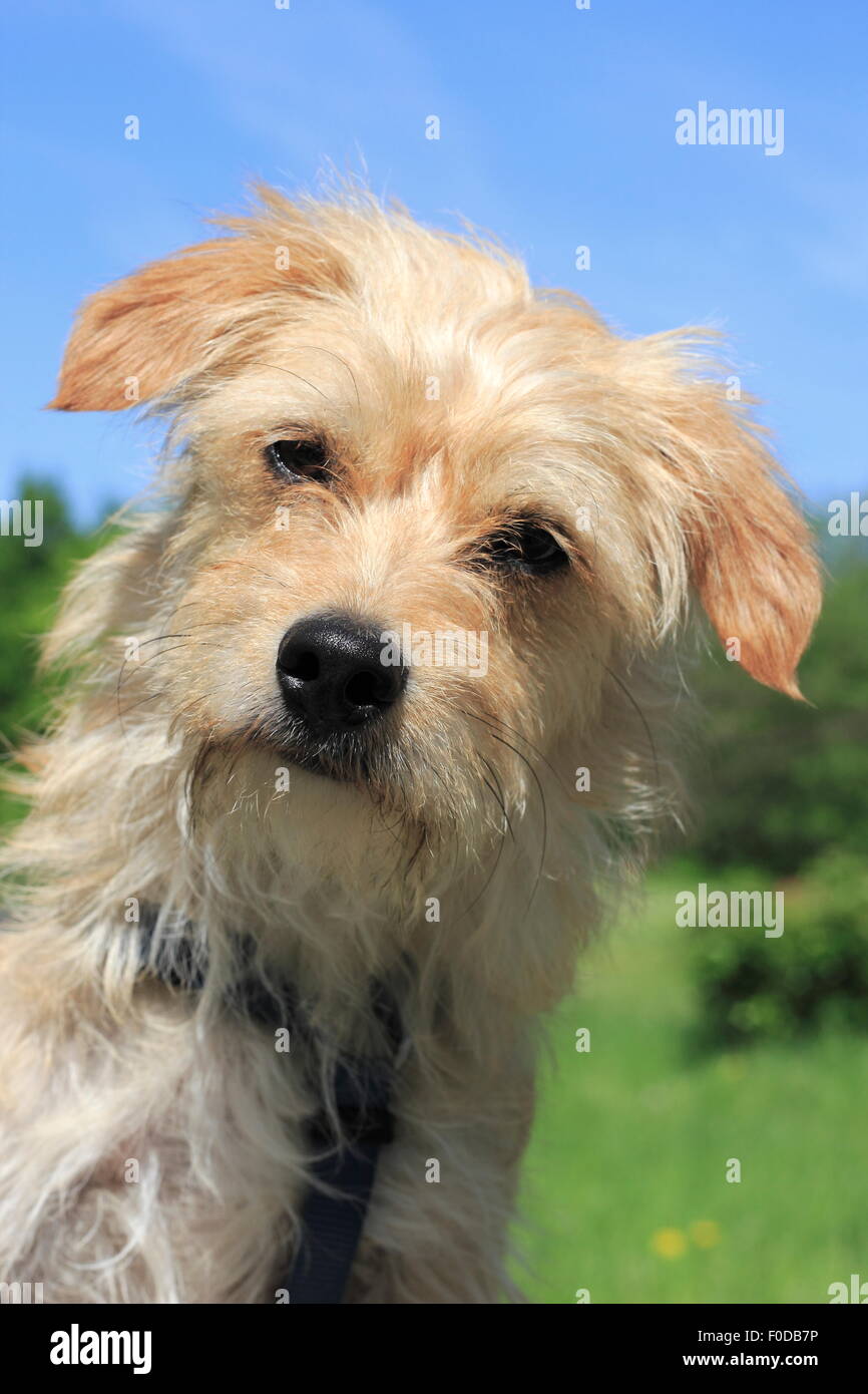 Terrier Bassotto incroci, cane maschio, 1 anno di età, Nord Reno-Westfalia, Germania Foto Stock
