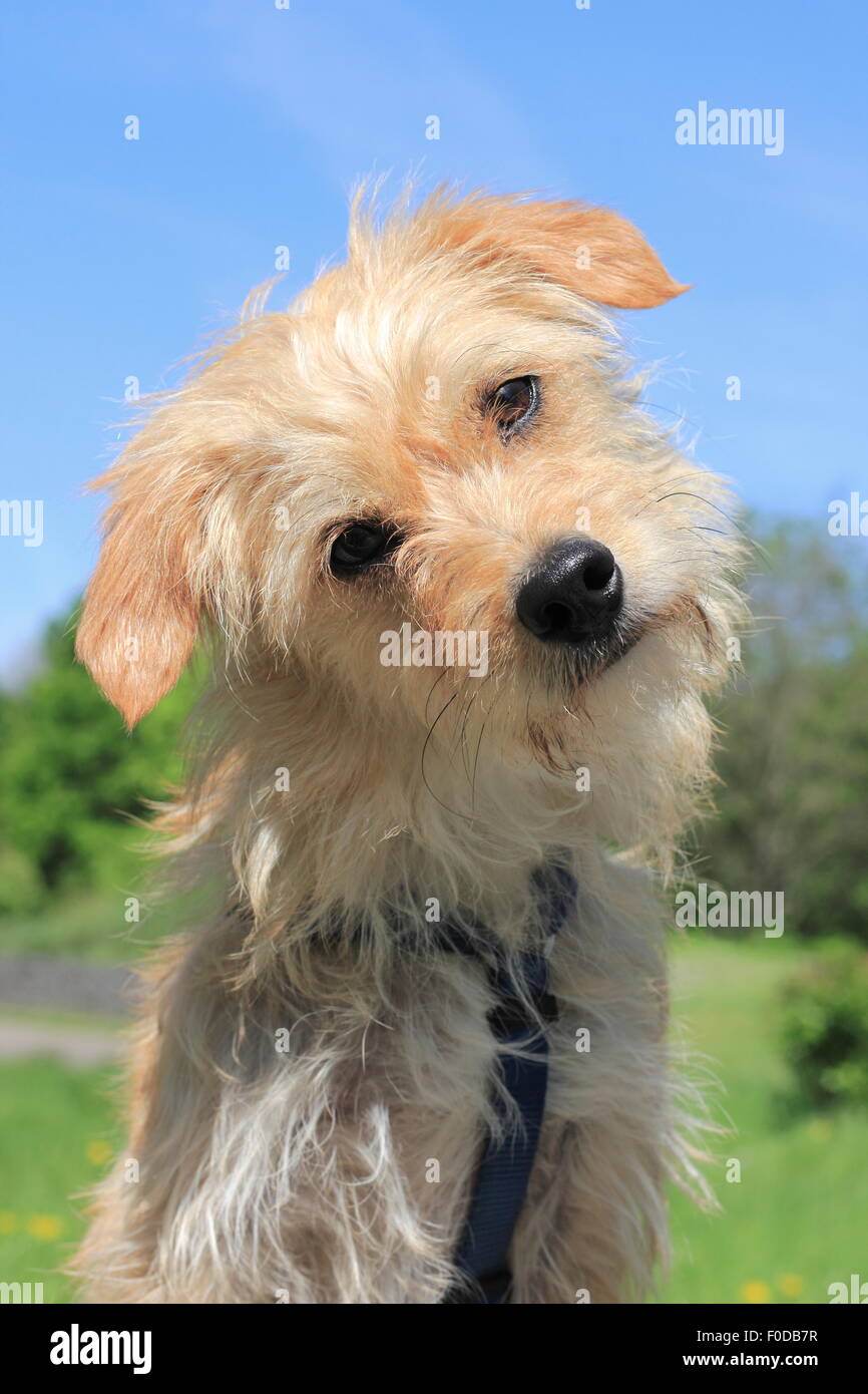 Terrier Bassotto incroci, cane maschio, 1 anno di età, Nord Reno-Westfalia, Germania Foto Stock