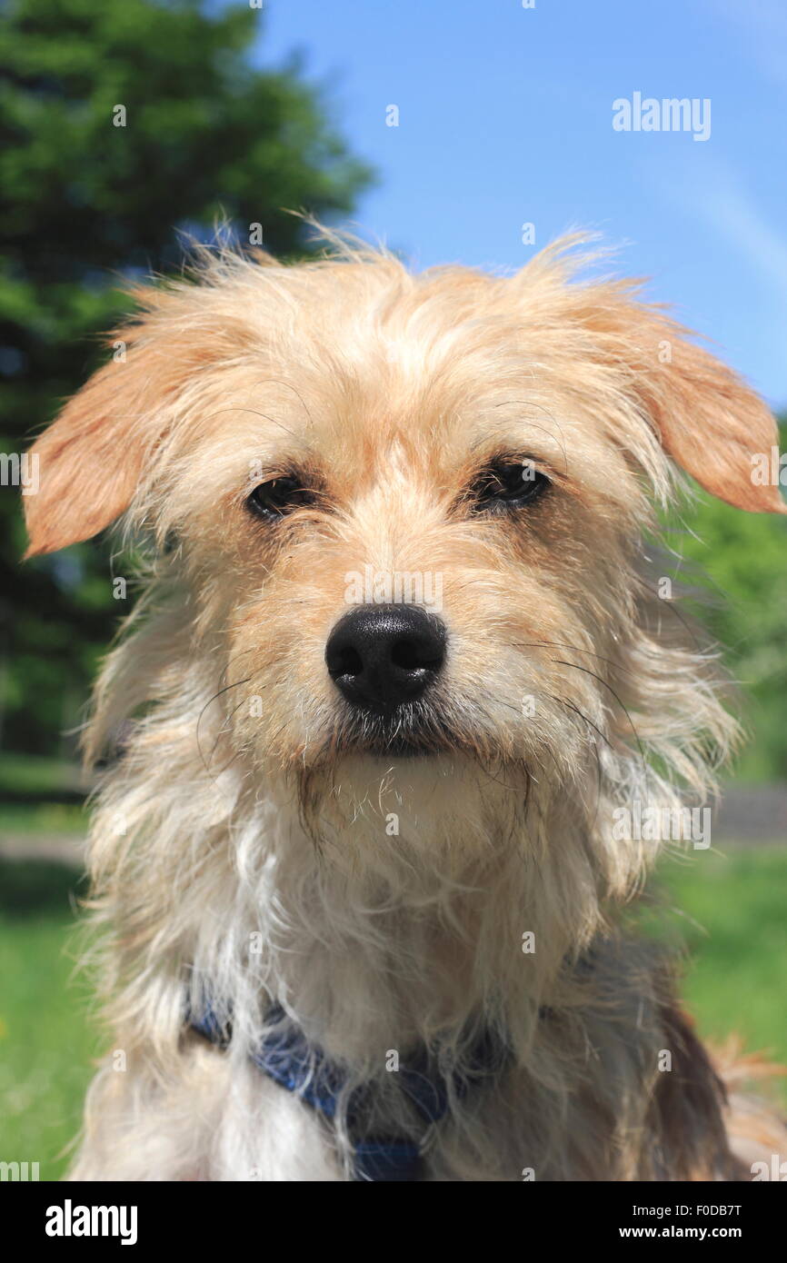 Terrier Bassotto incroci, cane maschio, 1 anno di età, Nord Reno-Westfalia, Germania Foto Stock