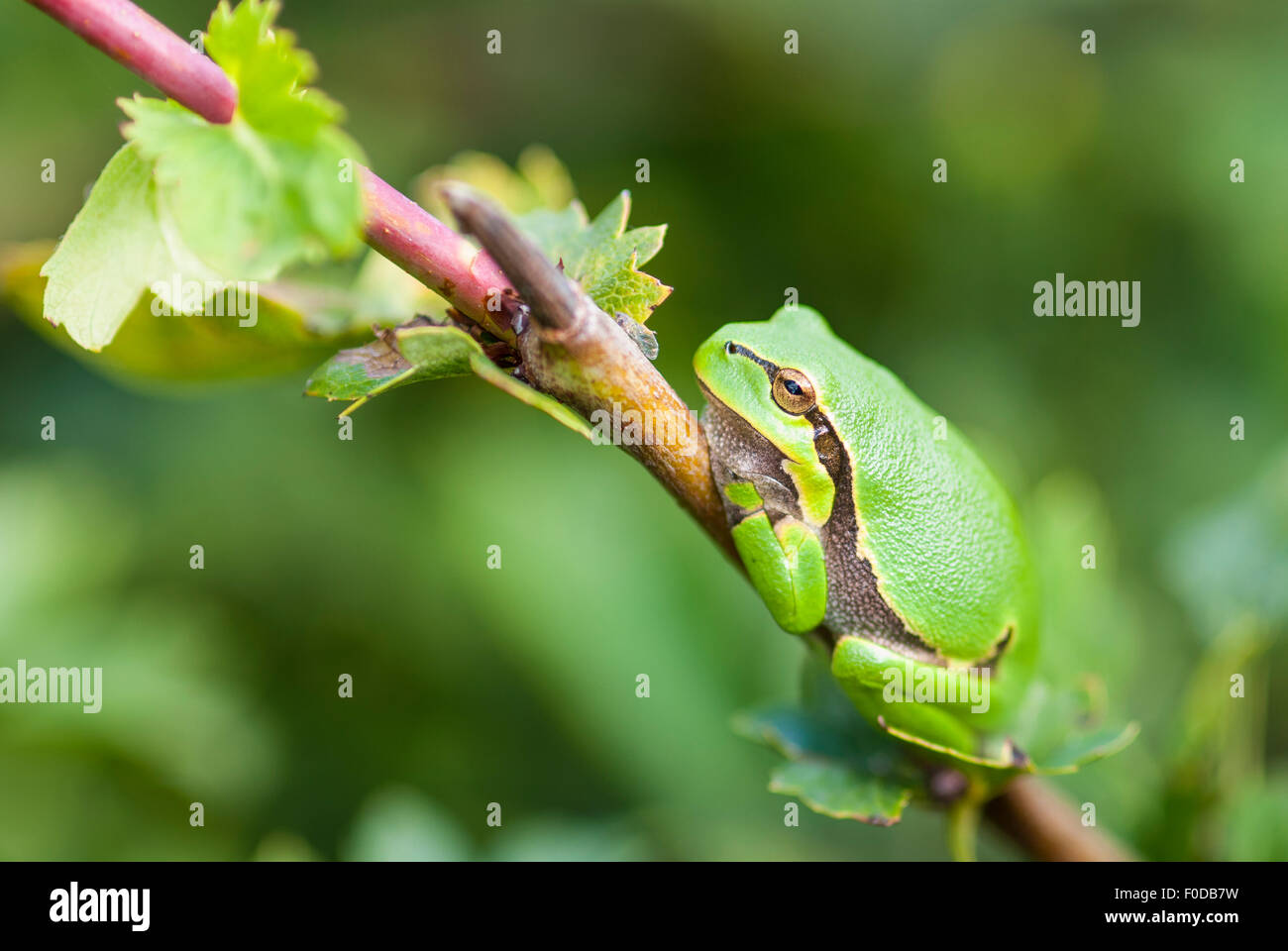 Raganella (Hyla arborea) poggiante su un biancospino (Crataegus) impianto, Elba Riserva della Biosfera, Elbetal, Bassa Sassonia Foto Stock