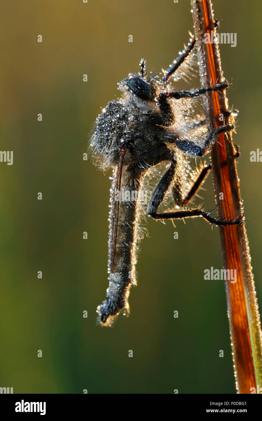 Downland Robberfly (Machimus rusticus), congelati nella rugiada del mattino, retroilluminato, Riserva della Biosfera dell'Elba centrale, Dessau, Sassonia-Anhalt Foto Stock