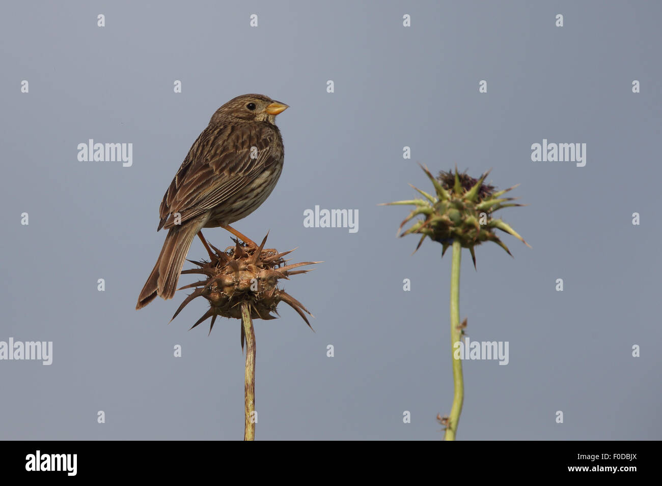 Corn Bunting (Miliaria calandra) appollaiato su un thistlehead, Estremadura, Spagna. Foto Stock