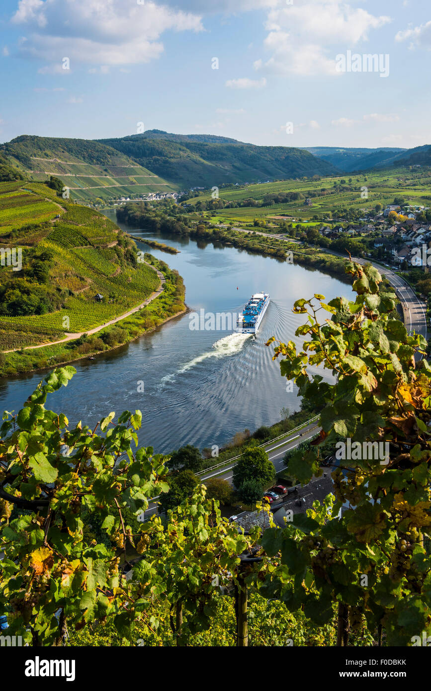 Nave da crociera presso il fiume Moselle piegare vicino Bremm, visto attraverso i vigneti, Valle della Mosella, Renania-Palatinato, Germania Foto Stock