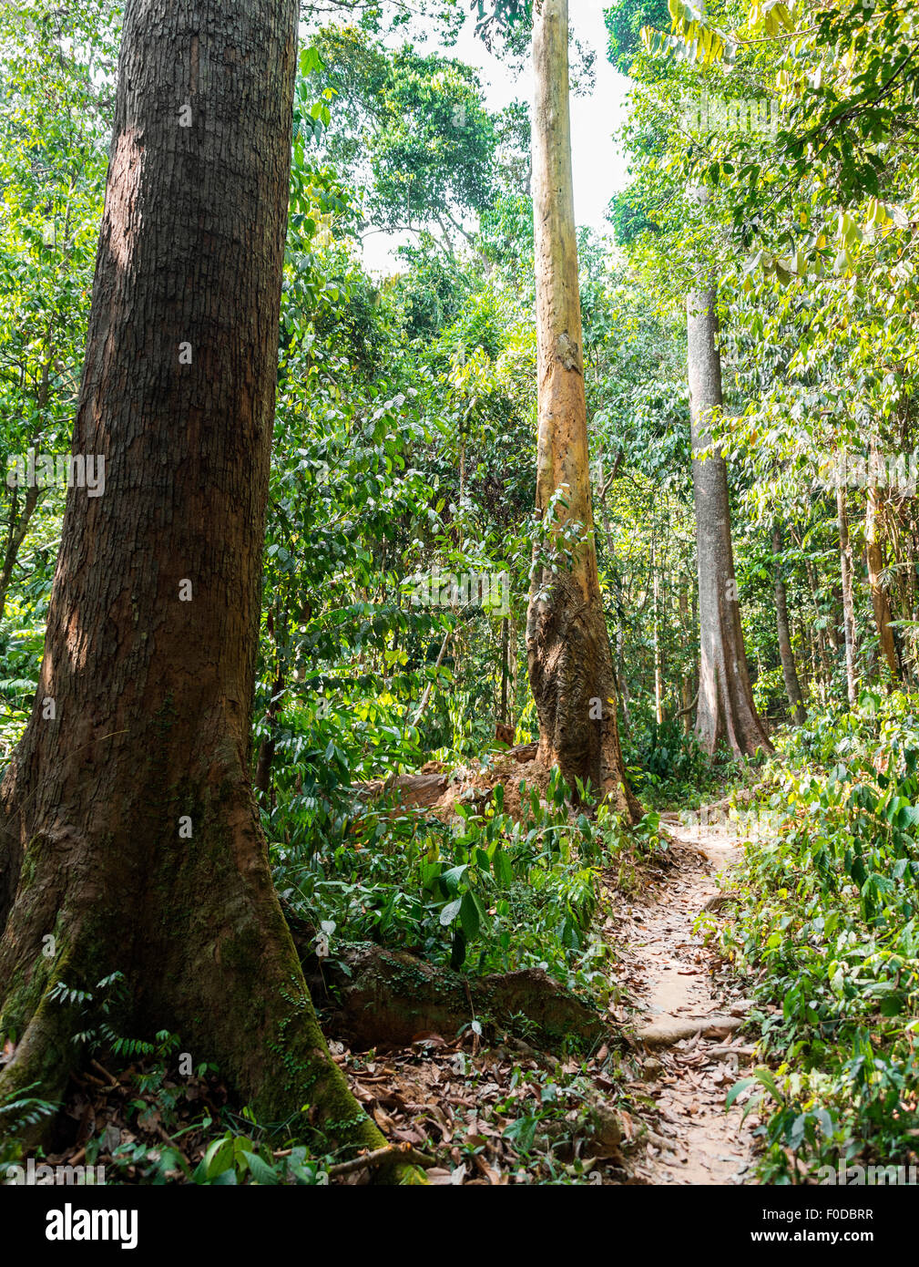 Sentiero nella giungla, Kuala Tahan, Taman Negara, Malaysia Foto Stock