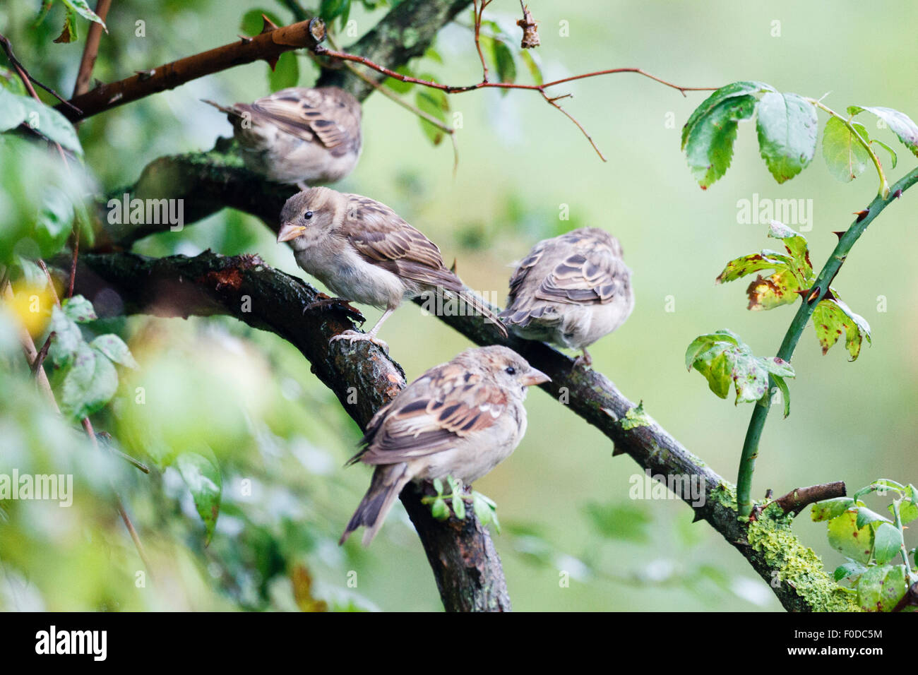 East Sussex, Regno Unito. 13 Ago, 2015. Regno Unito meteo. Casa passeri (Passer domesticus) riparo dalla pioggia in un albero di biancospino in East Sussex, UK Credit: Ed Brown/Alamy Live News Foto Stock