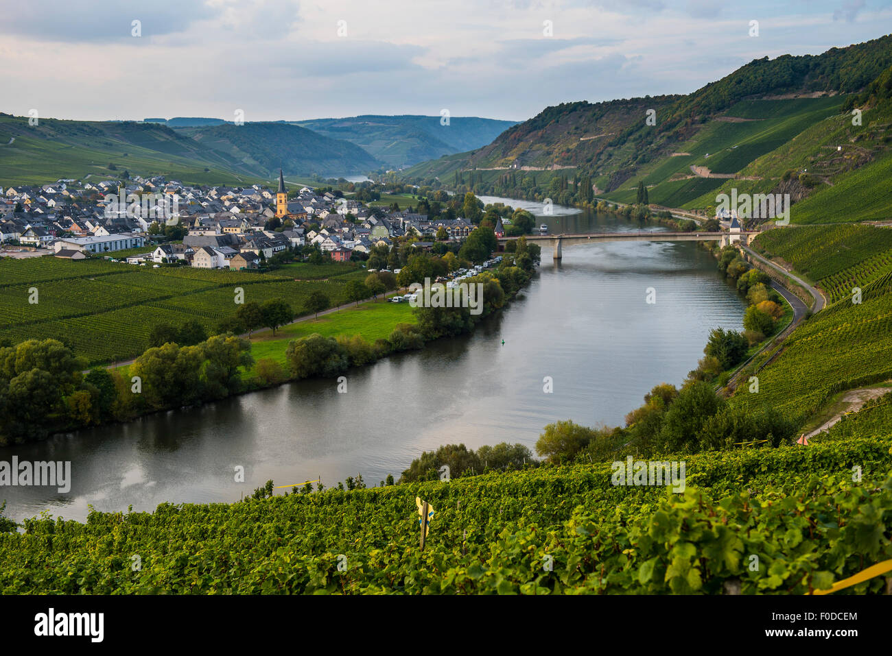 Vigneti attorno la Mosella, Trittenheim, valle della Mosella, Renania-Palatinato, Germania Foto Stock