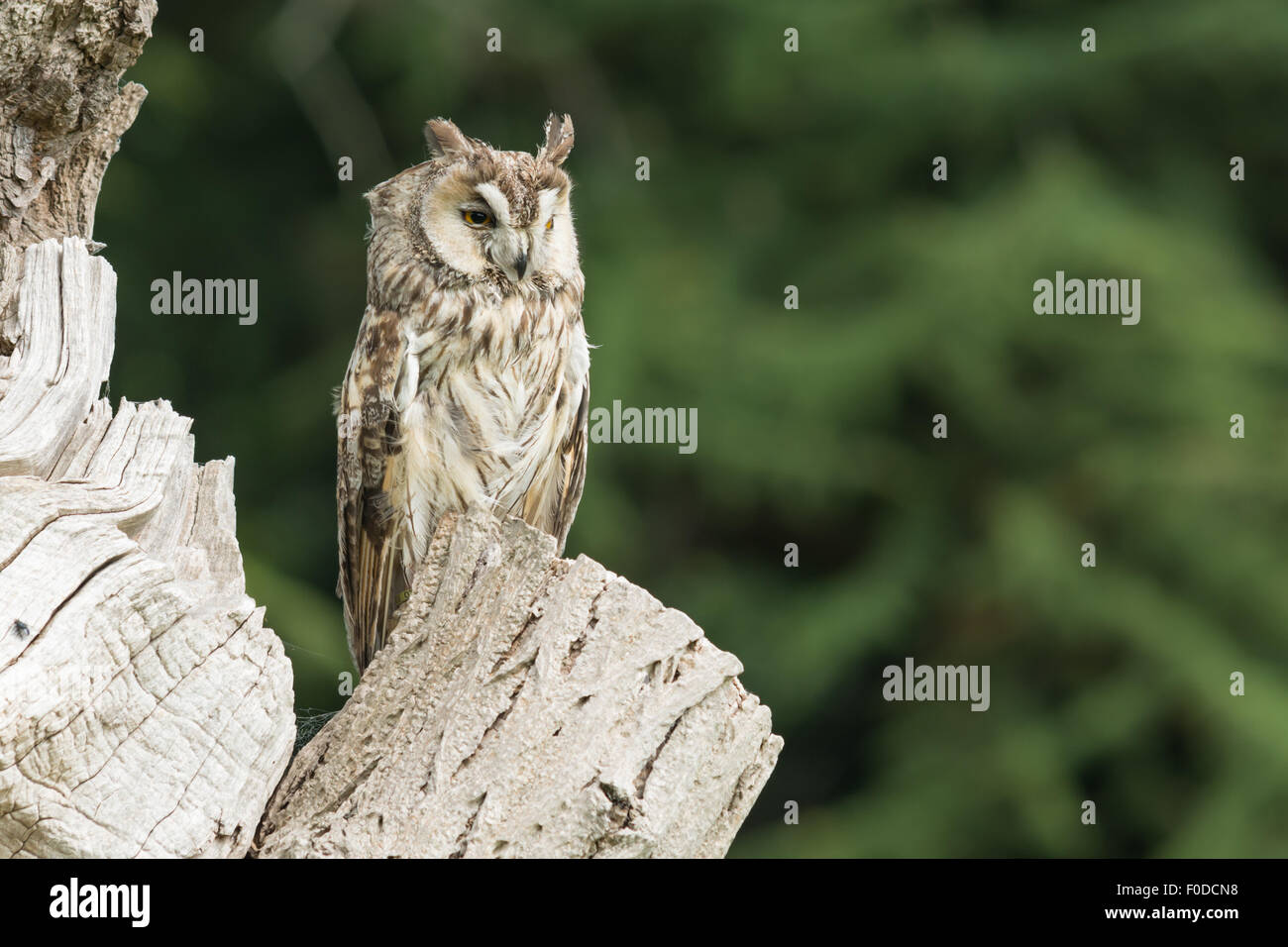 Long Eared Owl - Asio otus Foto Stock