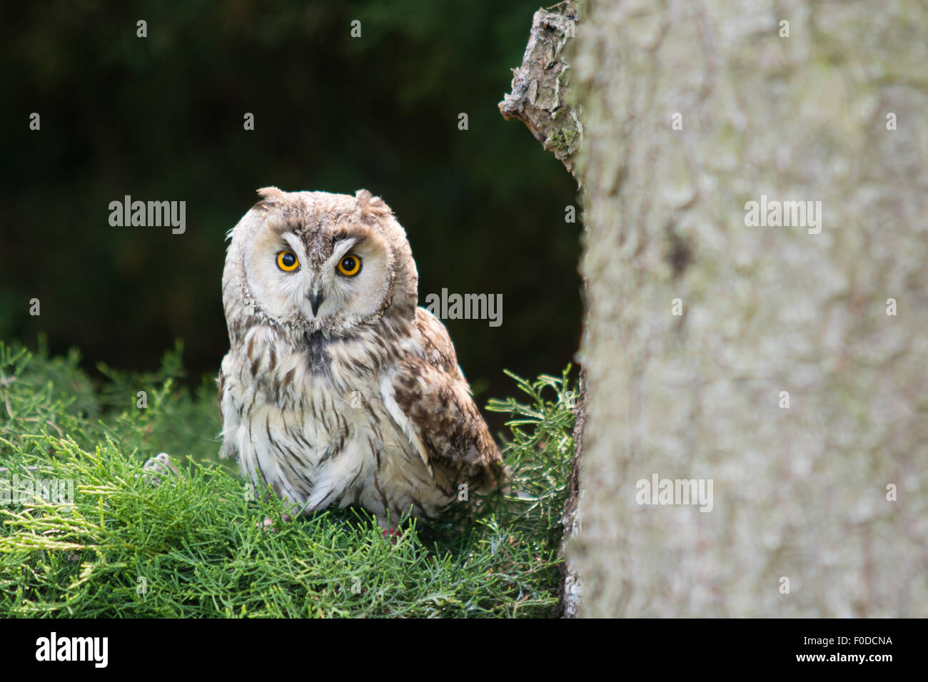 Long Eared Owl - Asio otus Foto Stock