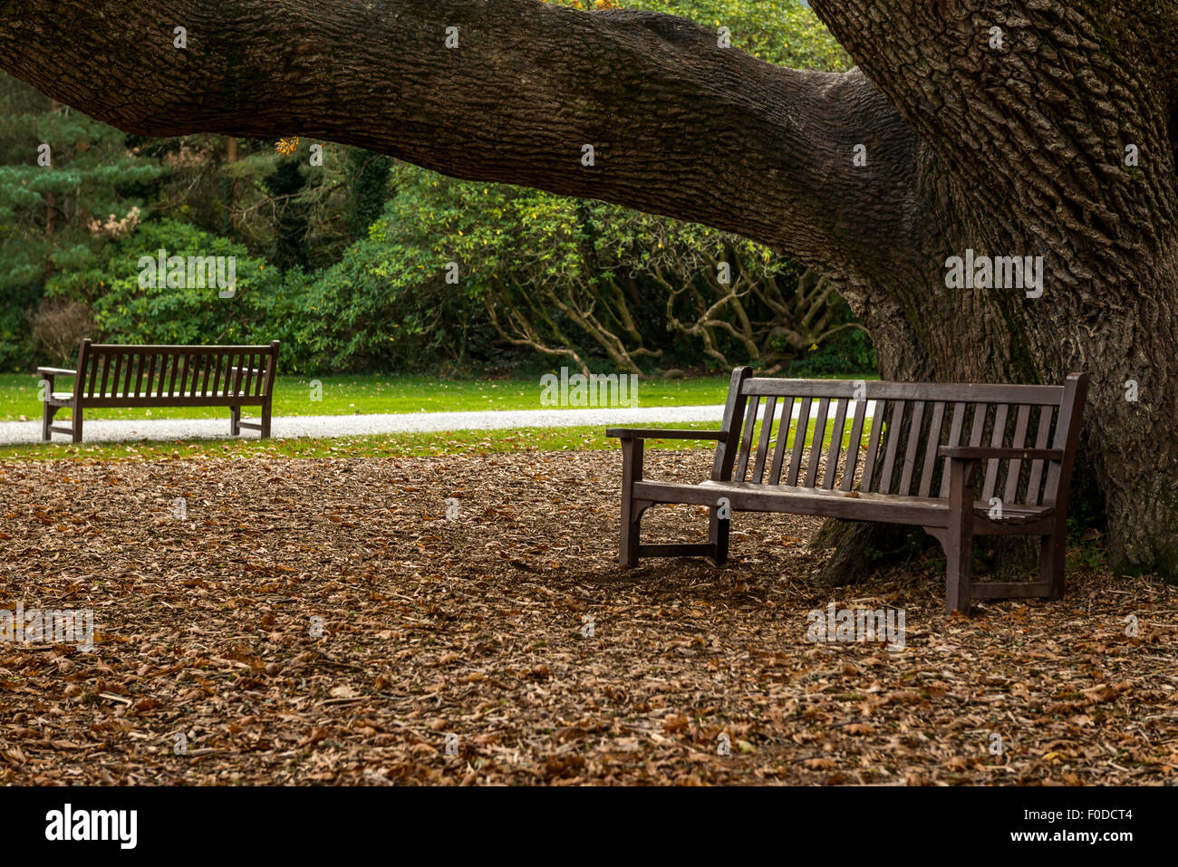 Irlanda Vista del parco autunnale di panchine vuote sotto il grande albero di quercia in Muckross House Estate e Giardini nel Parco Nazionale di Killarney, Contea di Kerry, Irlanda Foto Stock
