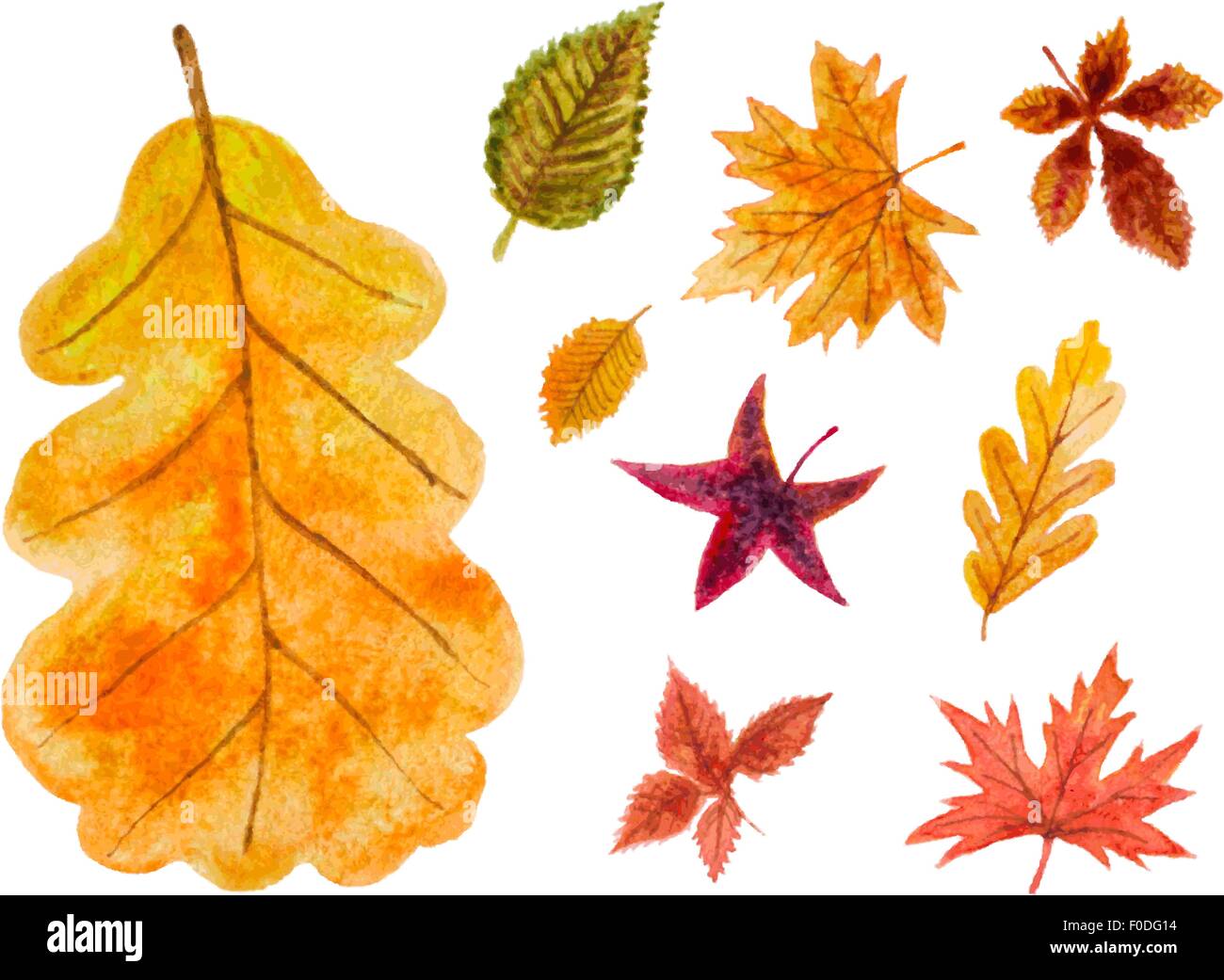 Set di foglie di autunno. vettore illustrazione ad acquerello Illustrazione Vettoriale