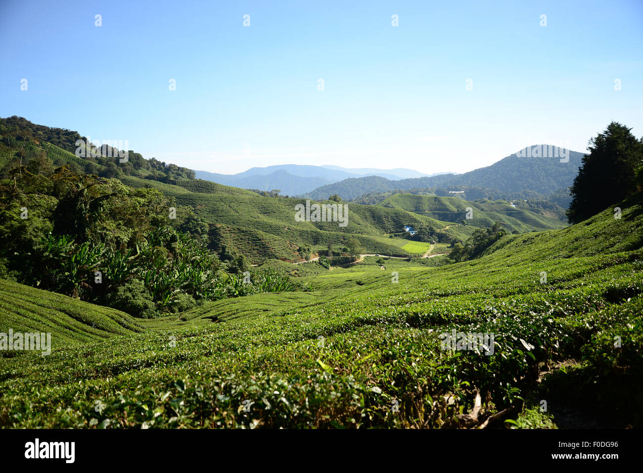 Cameron Highlands Boh piantagione di tè in Pahang Malaysia Foto Stock