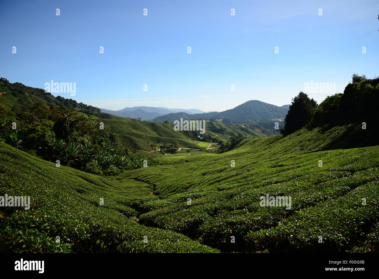 Cameron Highlands Boh piantagione di tè in Pahang Malaysia Foto Stock