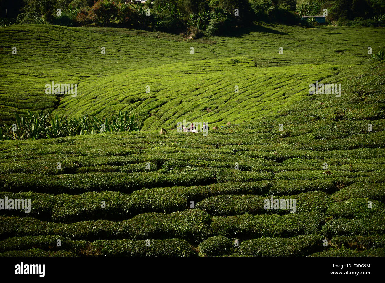 Boh la piantagione di tè in Cameron Highlands Malaysia Foto Stock
