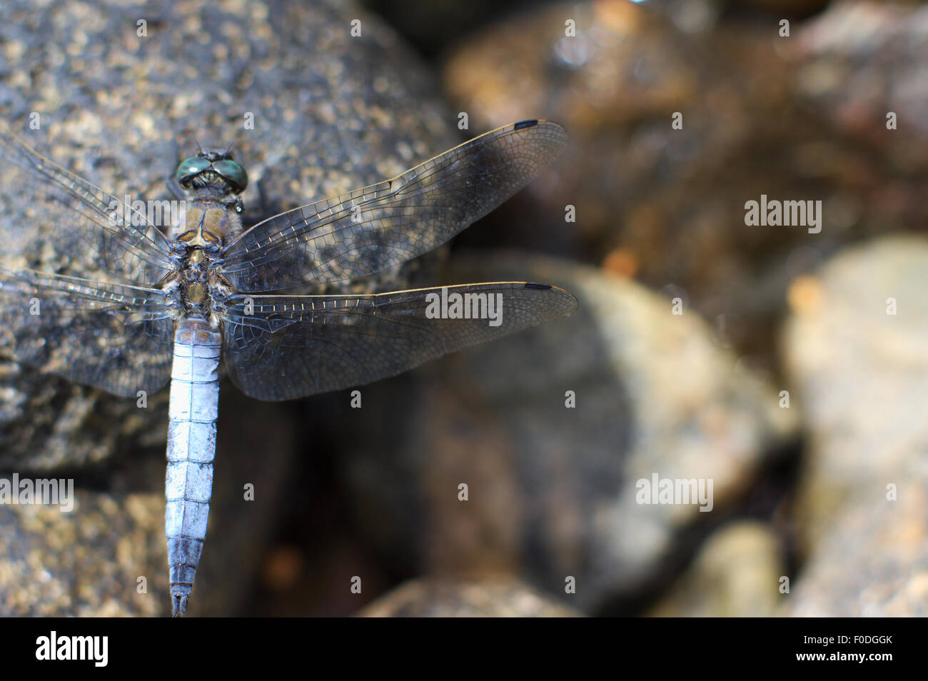 Scarsa chaser dragonfly on shore pietre. Foto Stock