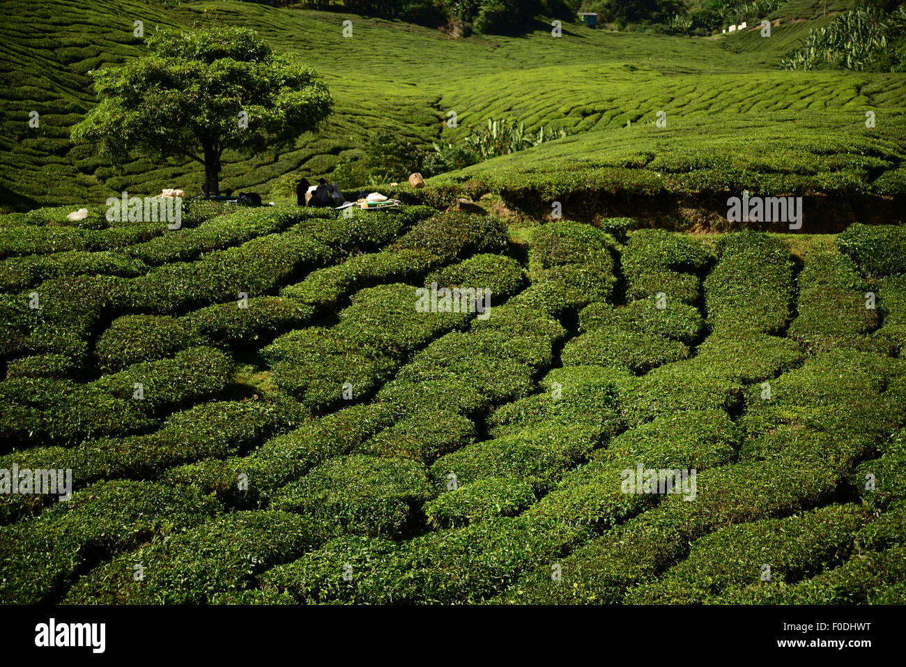 La piantagione di tè in Cameron Highlands Malaysia Foto Stock