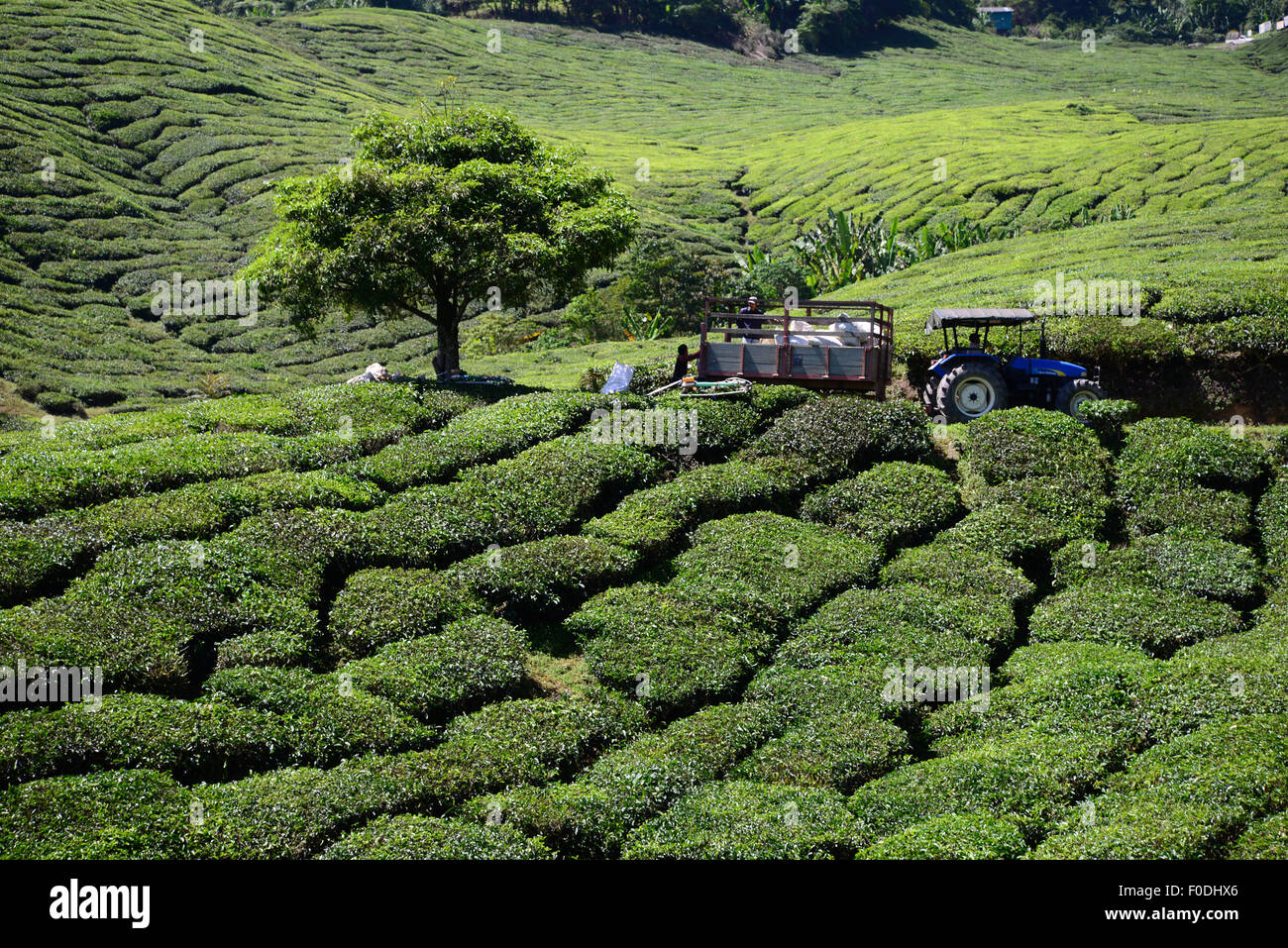 Cameron Highlands la piantagione di tè in Pahang Malaysia Foto Stock