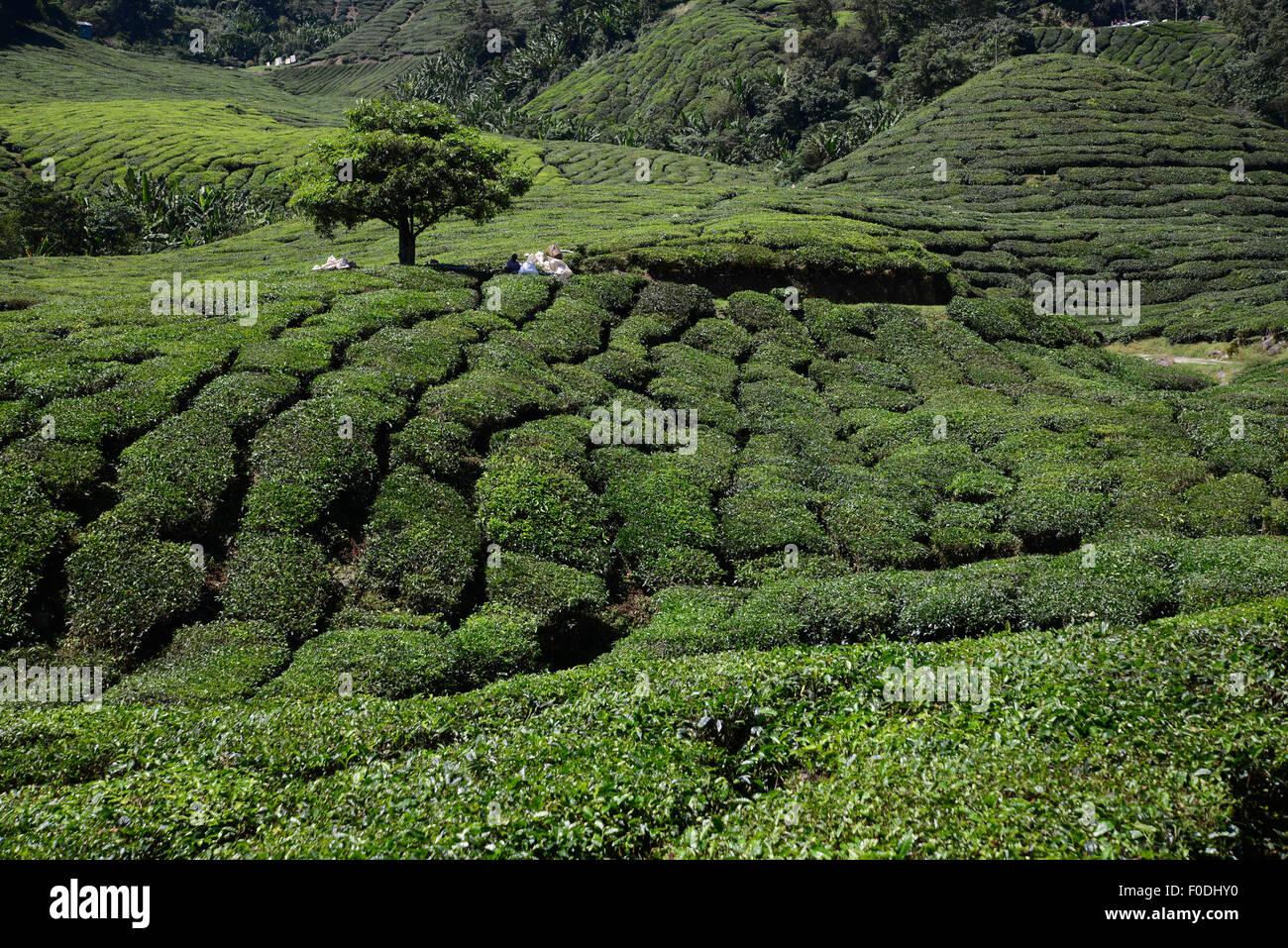 Cameron Highlands la piantagione di tè in Pahang Malaysia Foto Stock