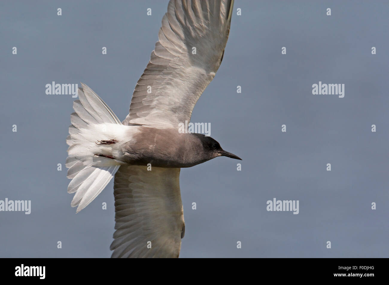 Black Tern (Chlidonias niger) in volo, Pusztaszer, Ungheria, Maggio 2008 Foto Stock