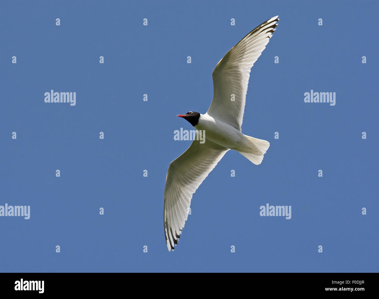 Gabbiano mediterraneo (Ichthyaetus melanocephalus) in volo, Pusztaszer, Ungheria, Maggio 2008 Foto Stock