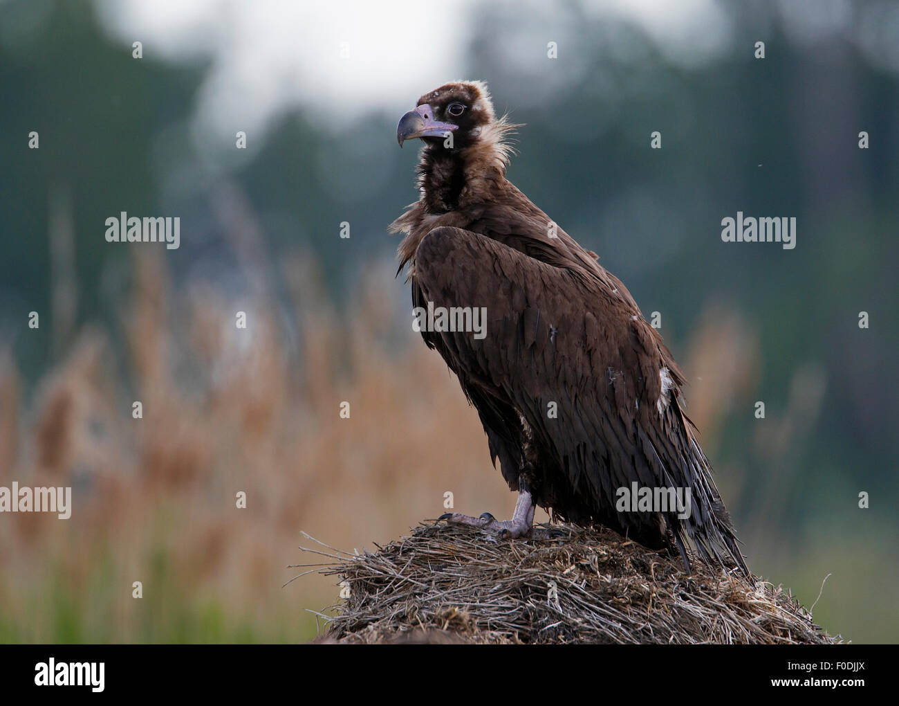 Avvoltoio nero (Aegyptus monachus) appollaiato sul nido, Pusztaszer, Ungheria, Maggio 2008 Foto Stock